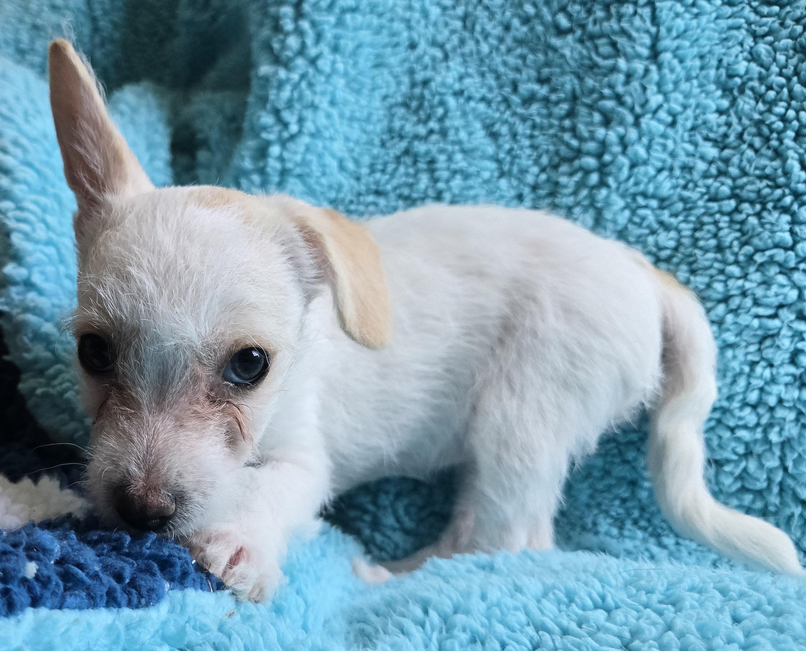 Sissy, an adoptable Terrier, Mixed Breed in Mead, WA, 99021 | Photo Image 2