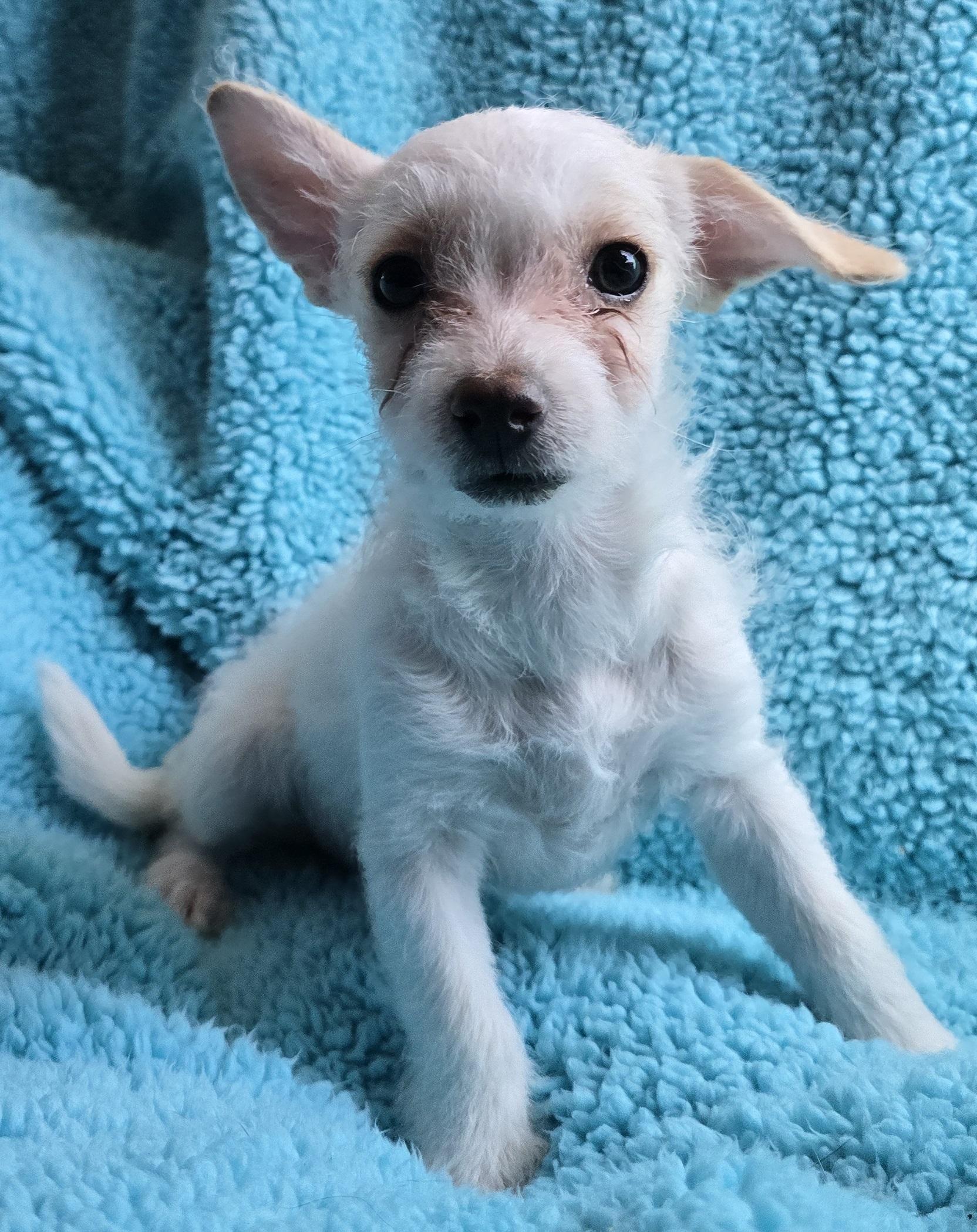 Sissy, an adoptable Terrier, Mixed Breed in Mead, WA, 99021 | Photo Image 3