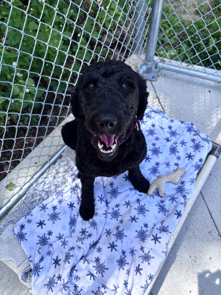 Enlarge Elvis, a Adopted mixed breed in Muskegon, MI image 3/6