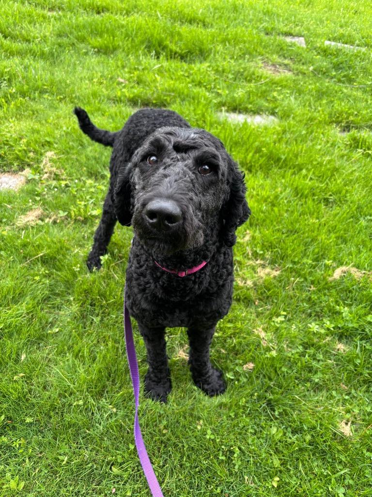 Enlarge Elvis, a Adopted mixed breed in Muskegon, MI image 4/6