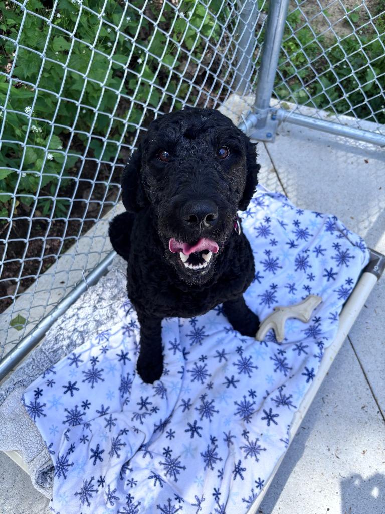 Enlarge Elvis, a Adopted mixed breed in Muskegon, MI image 6/6