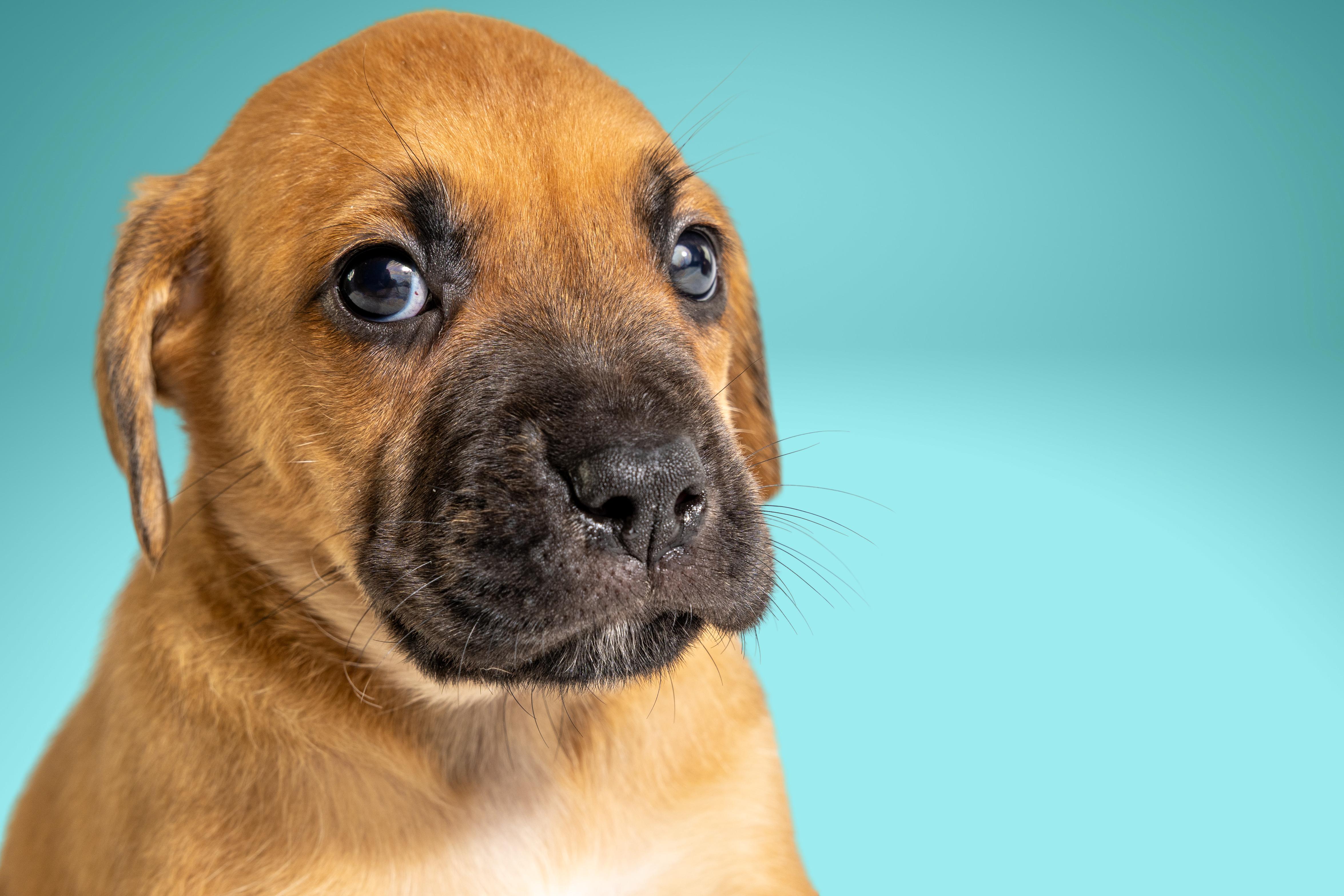 Enlarge Chad, a ADOPTABLE mixed breed in Simsbury, CT image 3/3