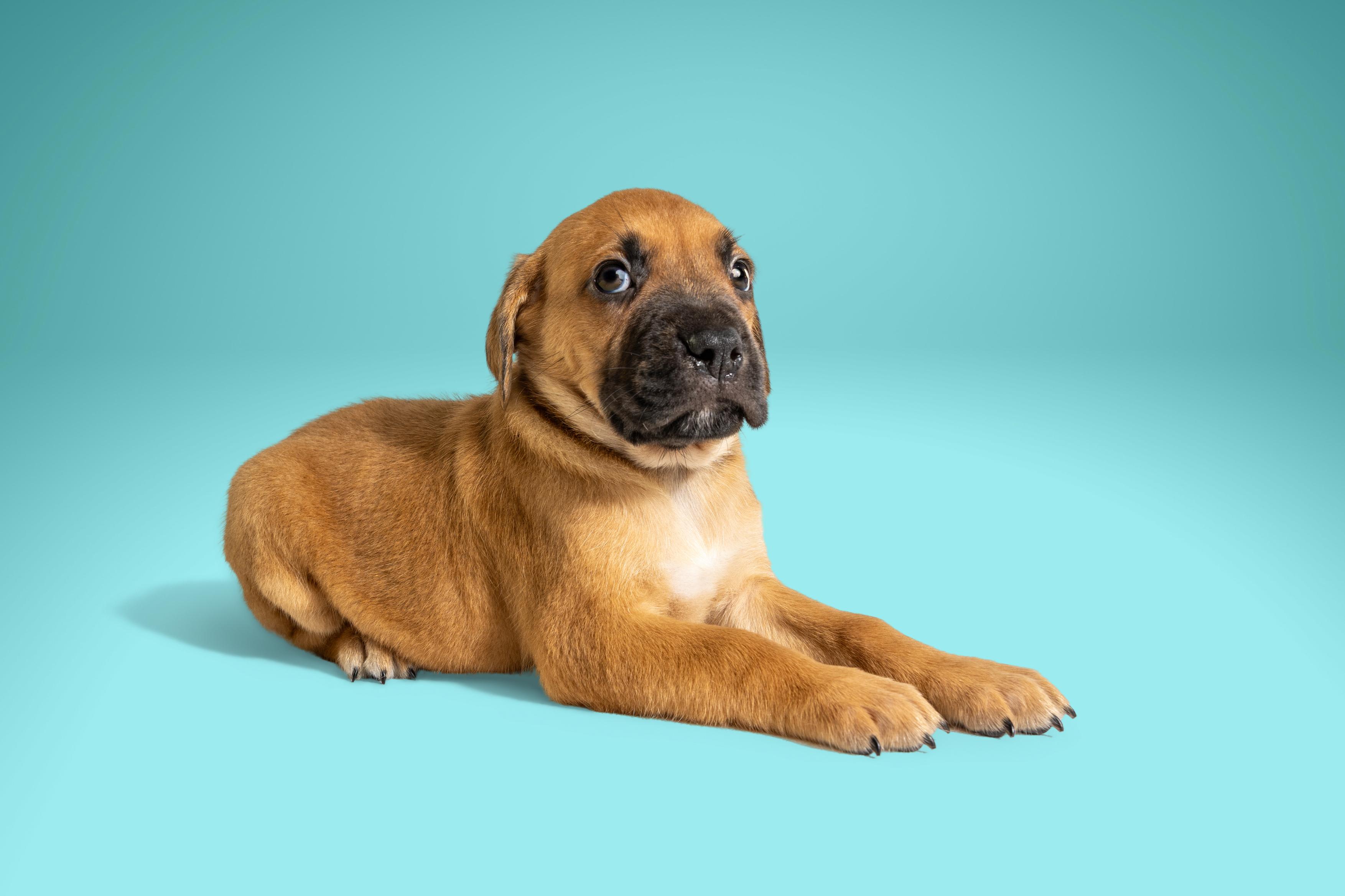 Enlarge Chad, a ADOPTABLE mixed breed in Simsbury, CT image 2/3