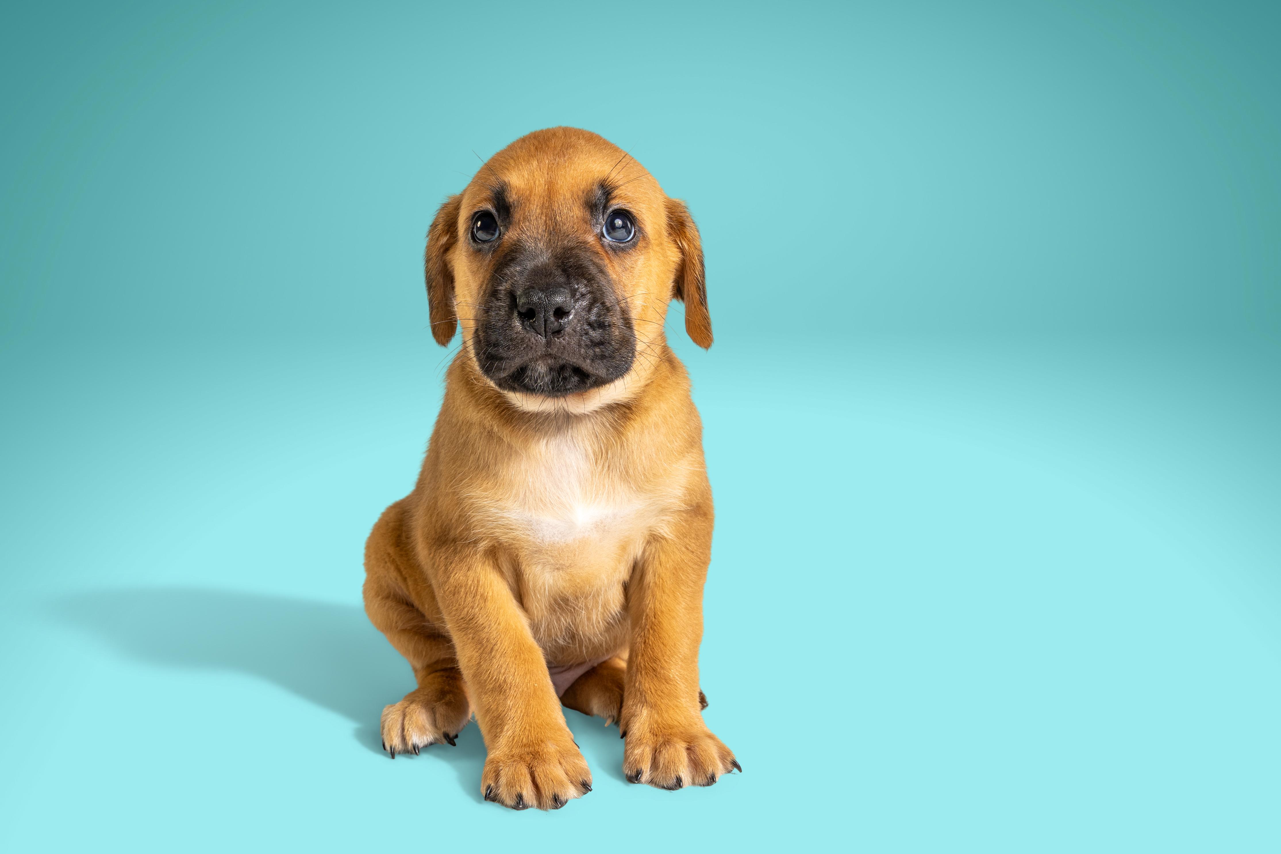 Chad, ADOPTABLE, Puppy Male Boxer & Labrador Retriever.