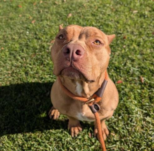 FIONA, Adoptable, Young Female Pit Bull Terrier.