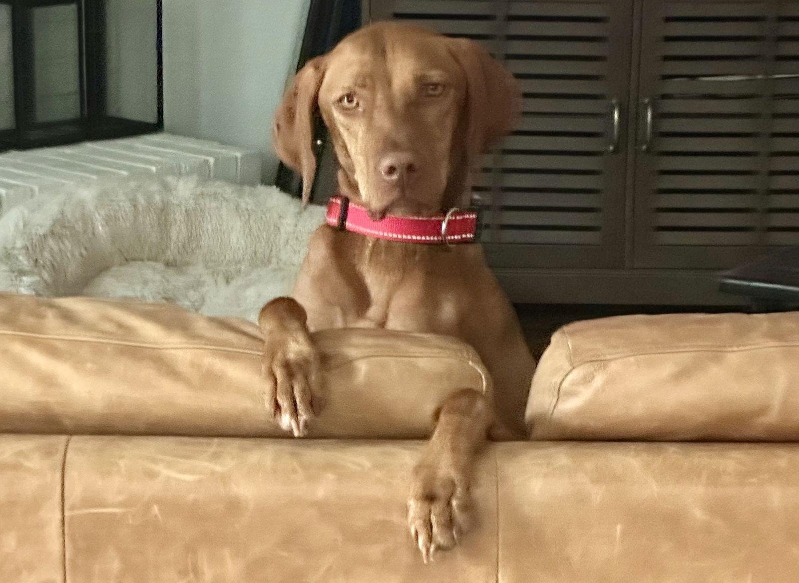 Vida, Adoptable, Adult Female Vizsla.