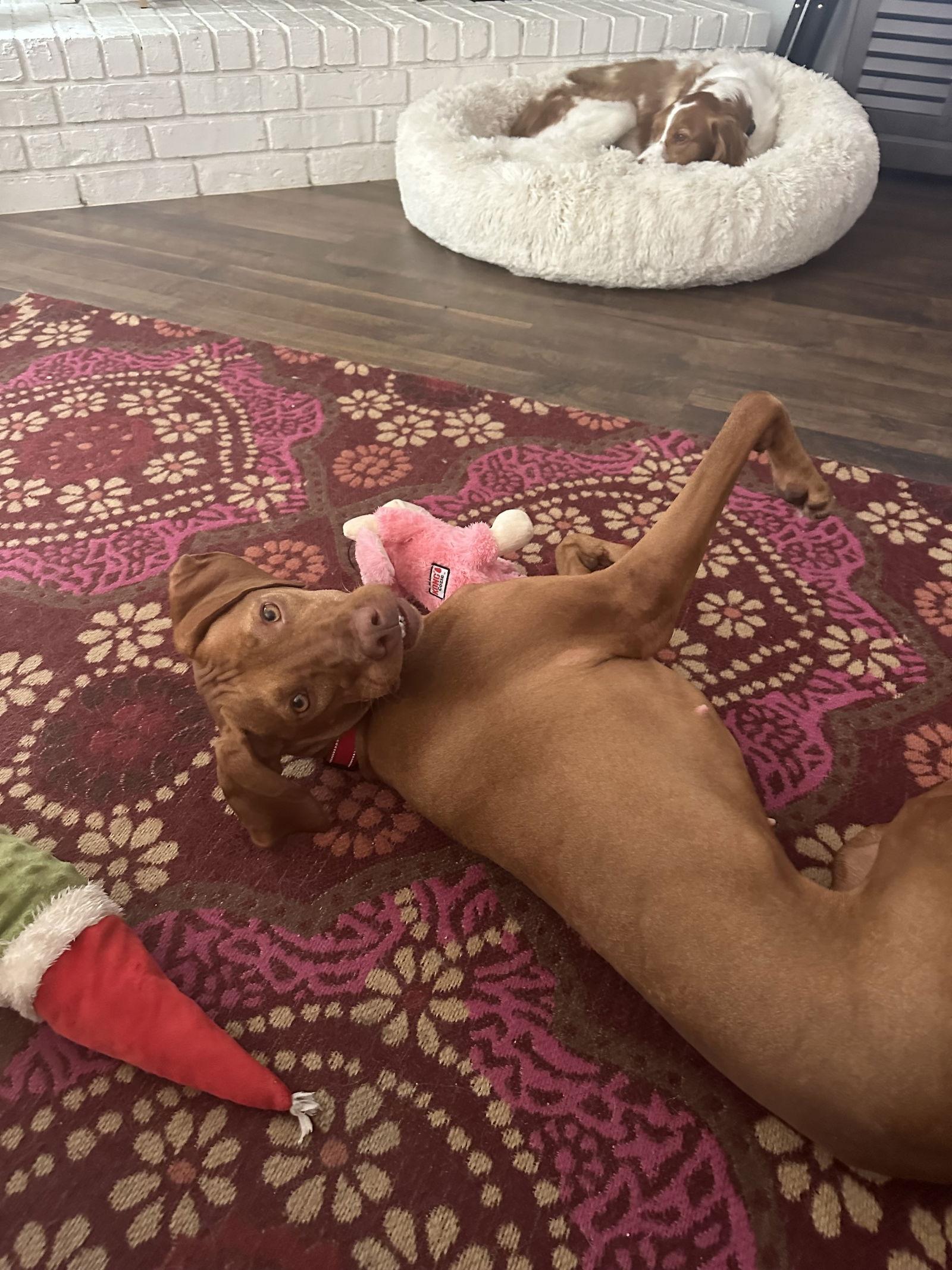 Vida, a Adoptable Vizsla in Denton, TX image 2/3
