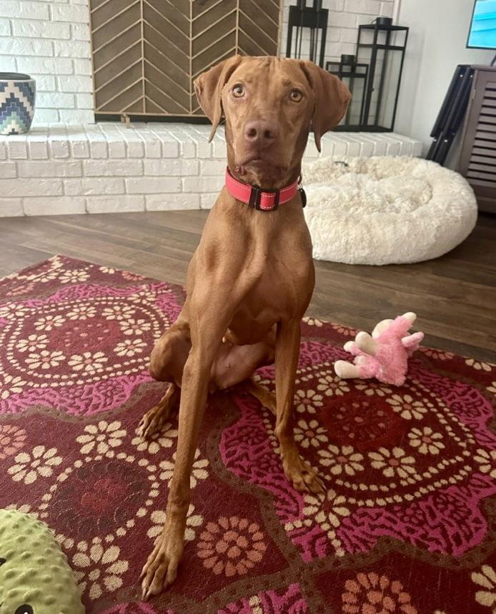 Vida, a Adoptable Vizsla in Denton, TX image 3/3