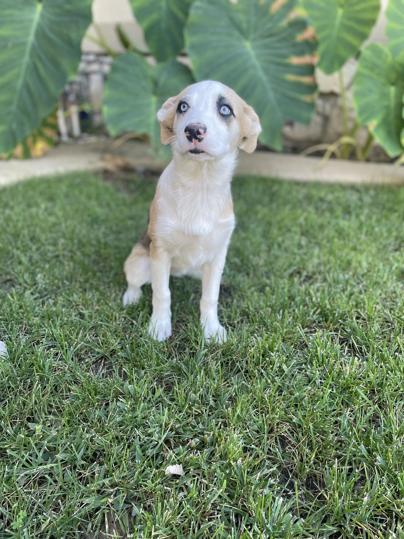 Enlarge Honey, a Adopted mixed breed in Fullerton, CA image 1/3
