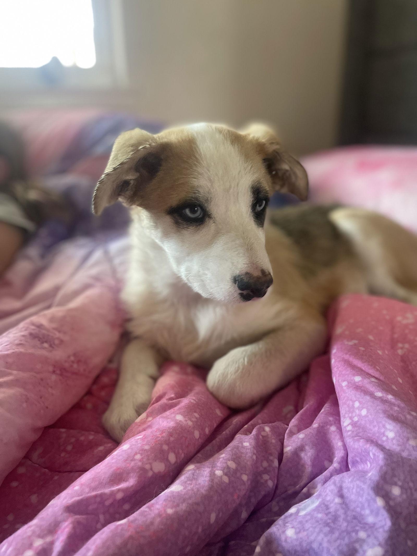 Enlarge Honey, a Adopted mixed breed in Fullerton, CA image 2/3