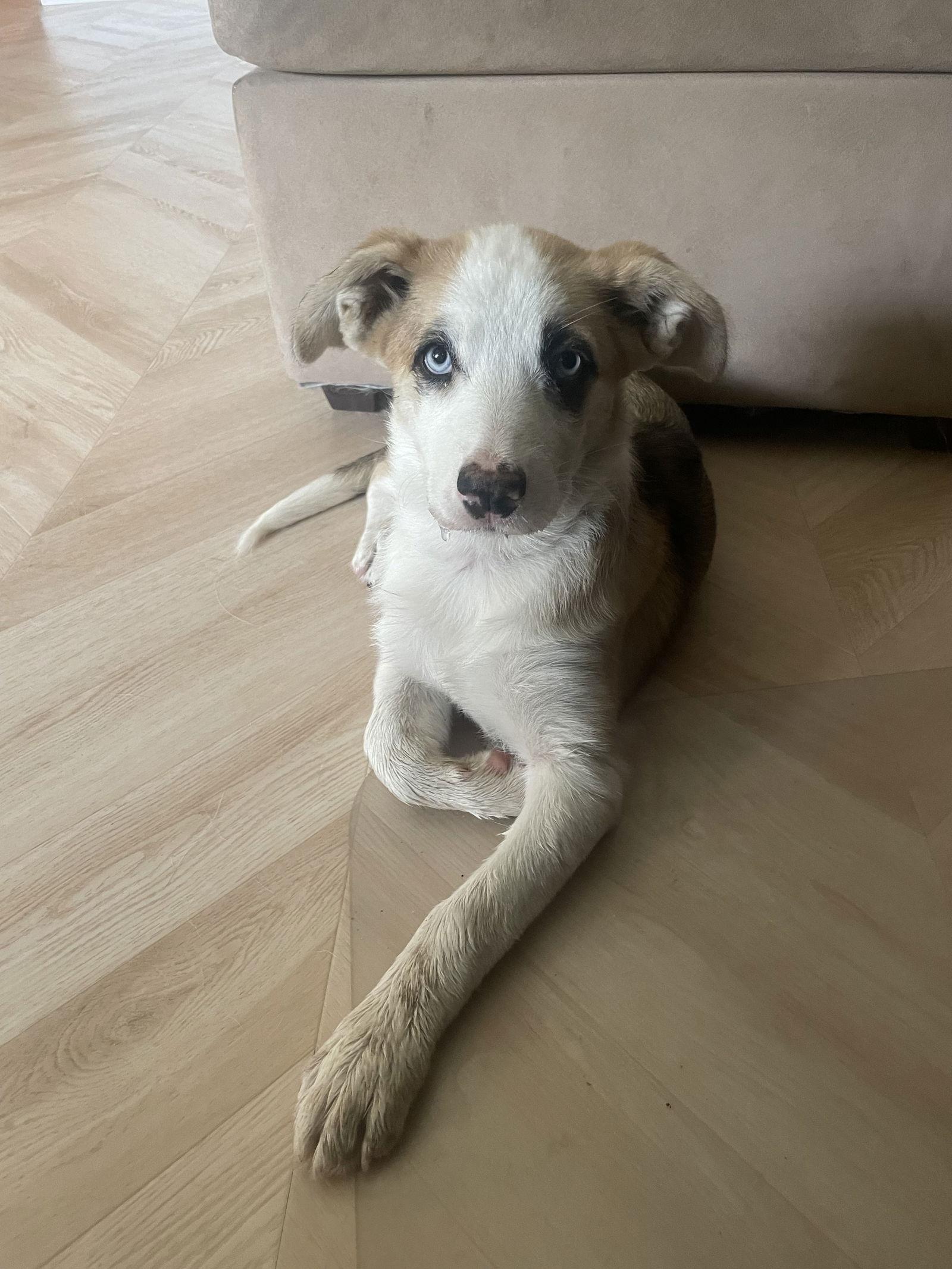 Enlarge Honey, a Adopted mixed breed in Fullerton, CA image 3/3