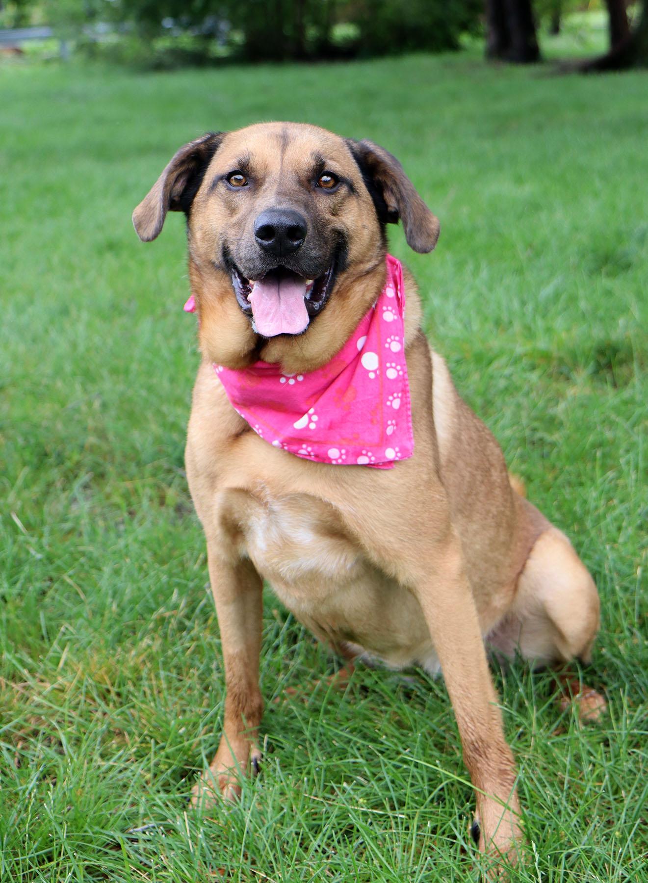 Enlarge Pepper, a Adoptable Shepherd in Kansas City, MO image 1/3