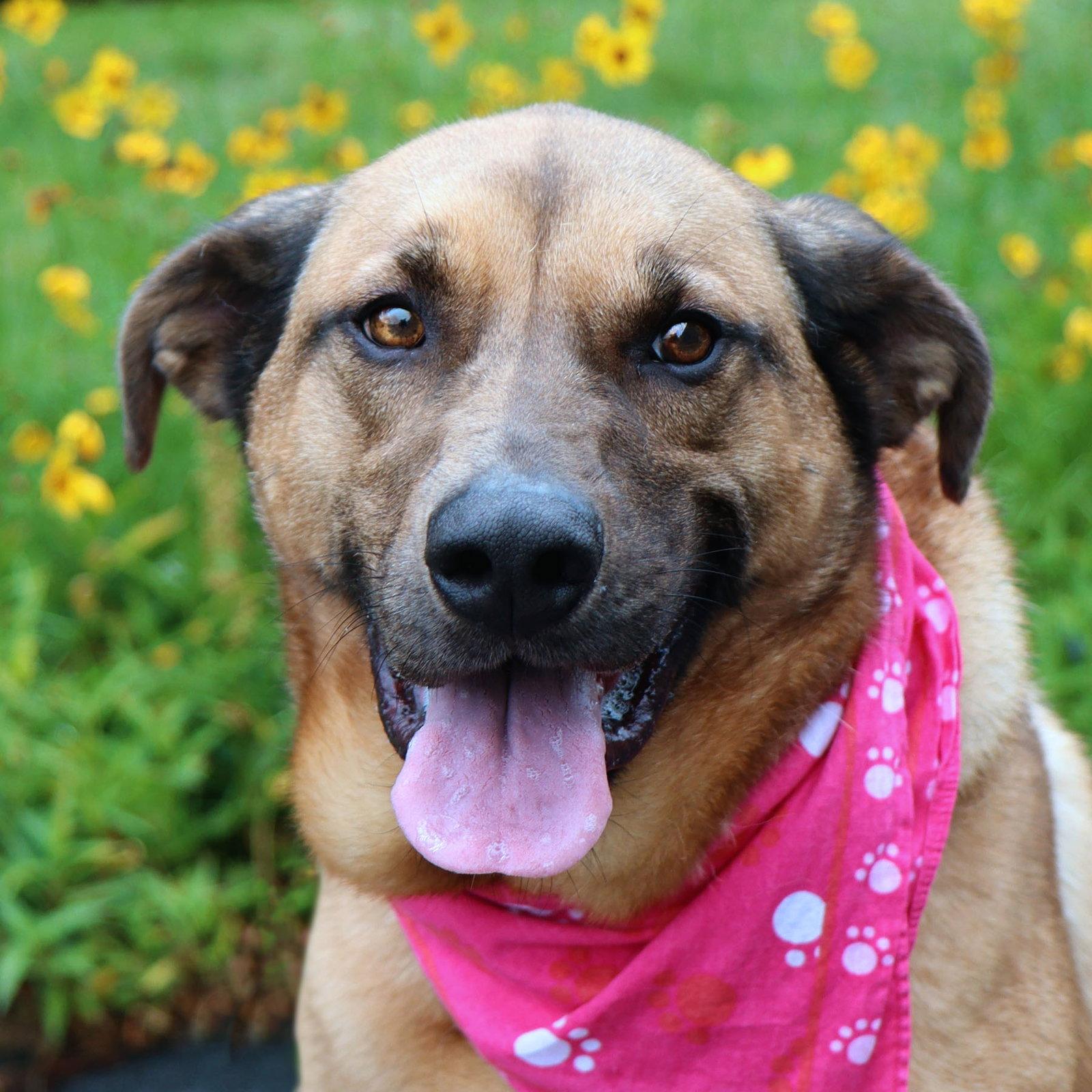 Enlarge Pepper, a Adoptable Shepherd in Kansas City, MO image 2/3