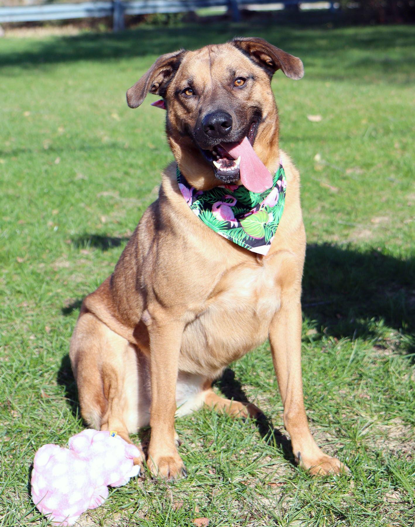 Enlarge Pepper, a Adoptable mixed breed in Kansas City, MO image 1/3