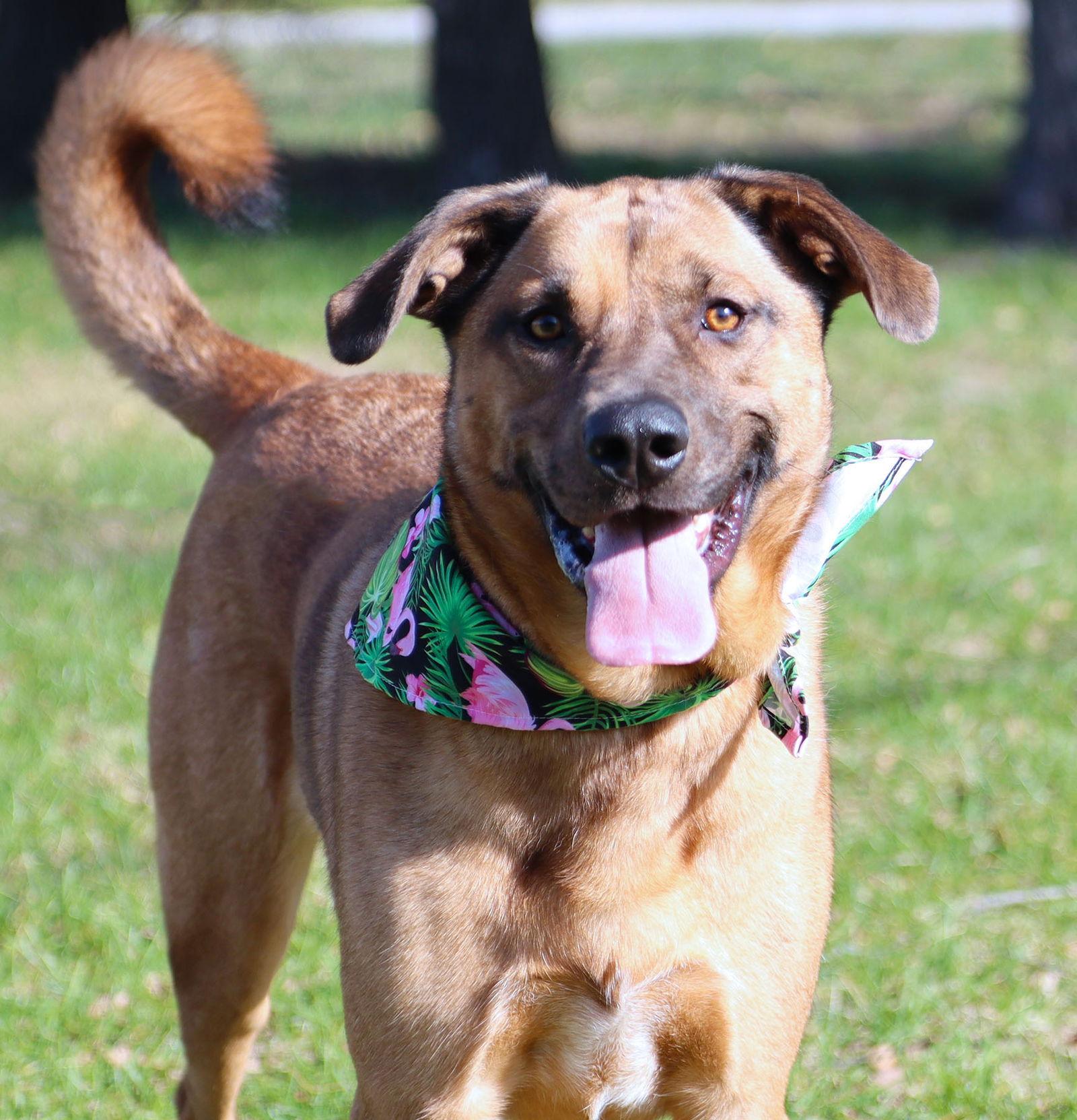 Enlarge Pepper, a Adoptable mixed breed in Kansas City, MO image 2/3