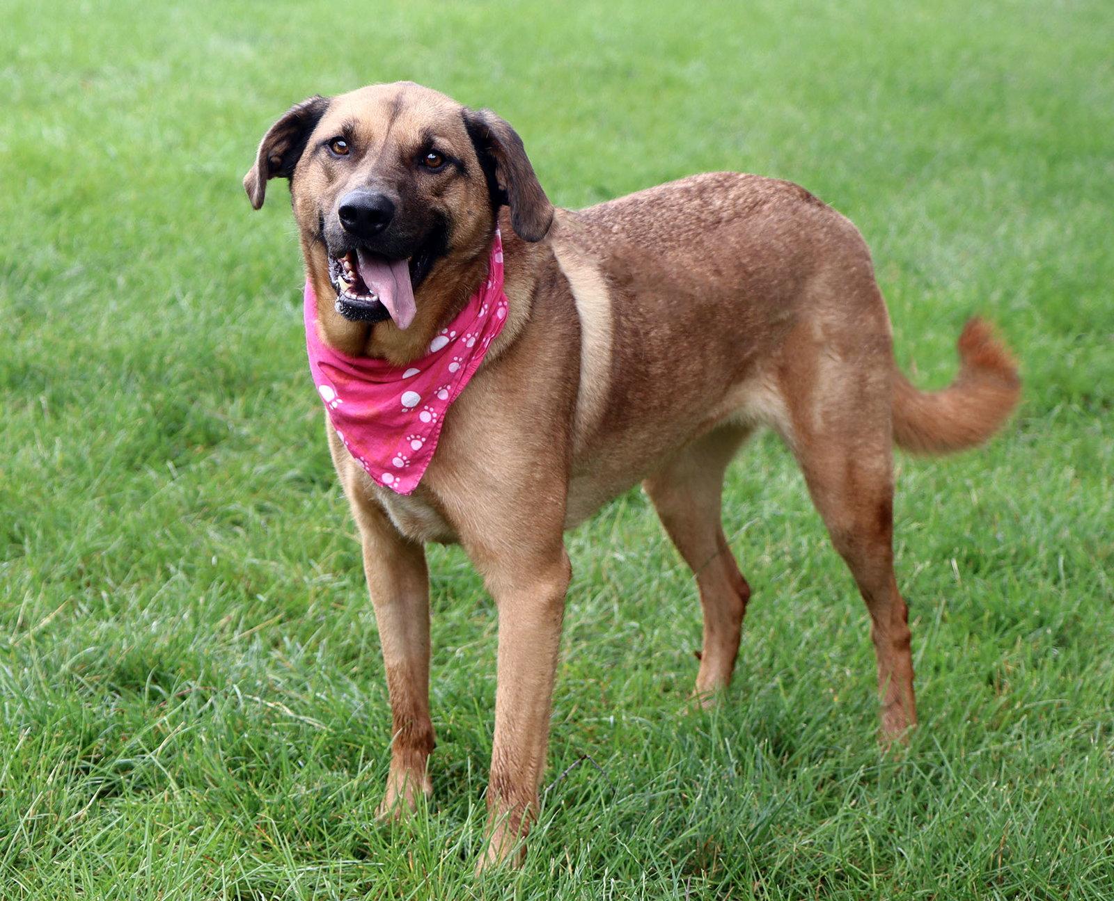 Enlarge Pepper, a Adoptable Shepherd in Kansas City, MO image 3/3