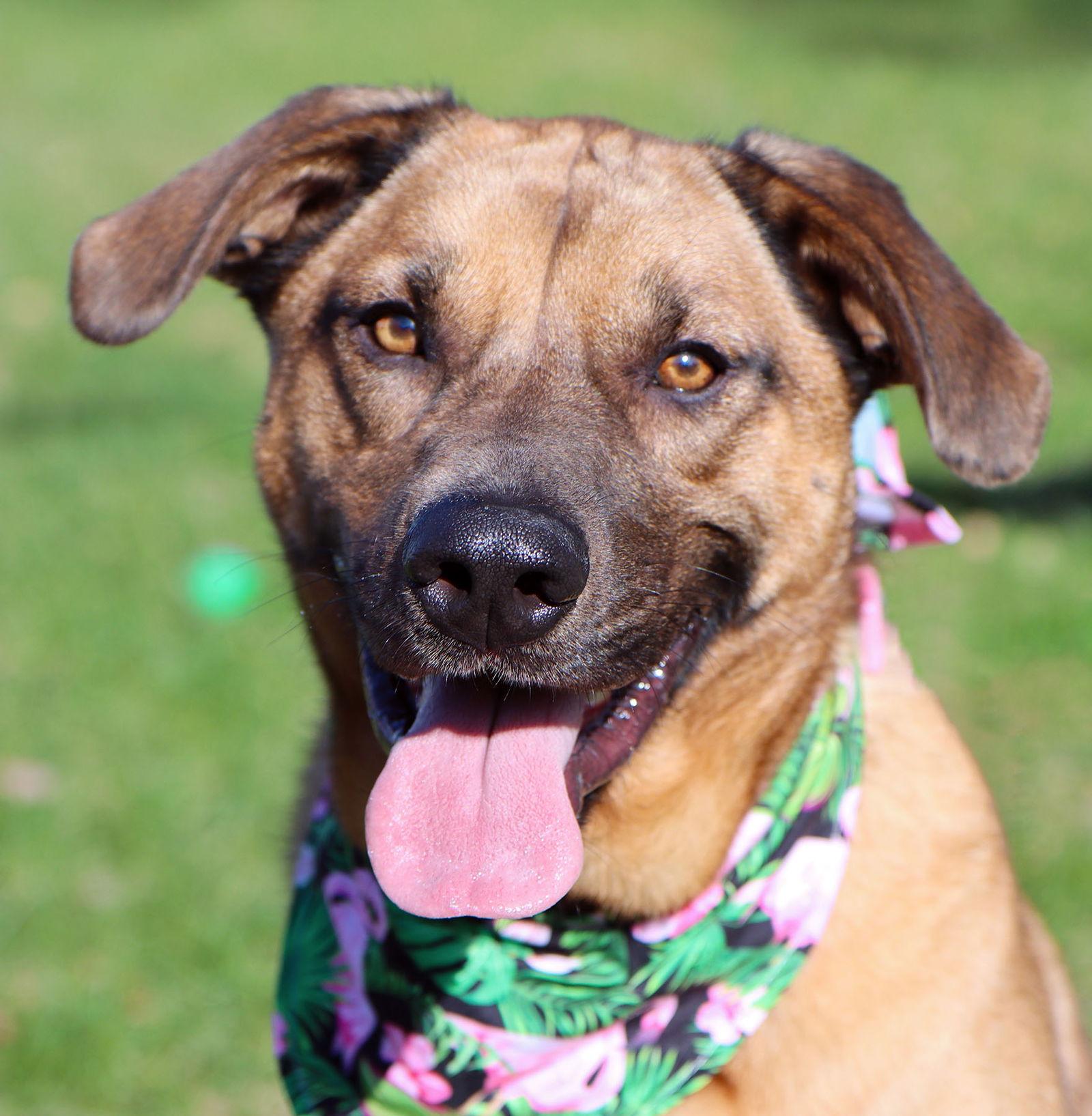 Enlarge Pepper, a Adoptable mixed breed in Kansas City, MO image 3/3