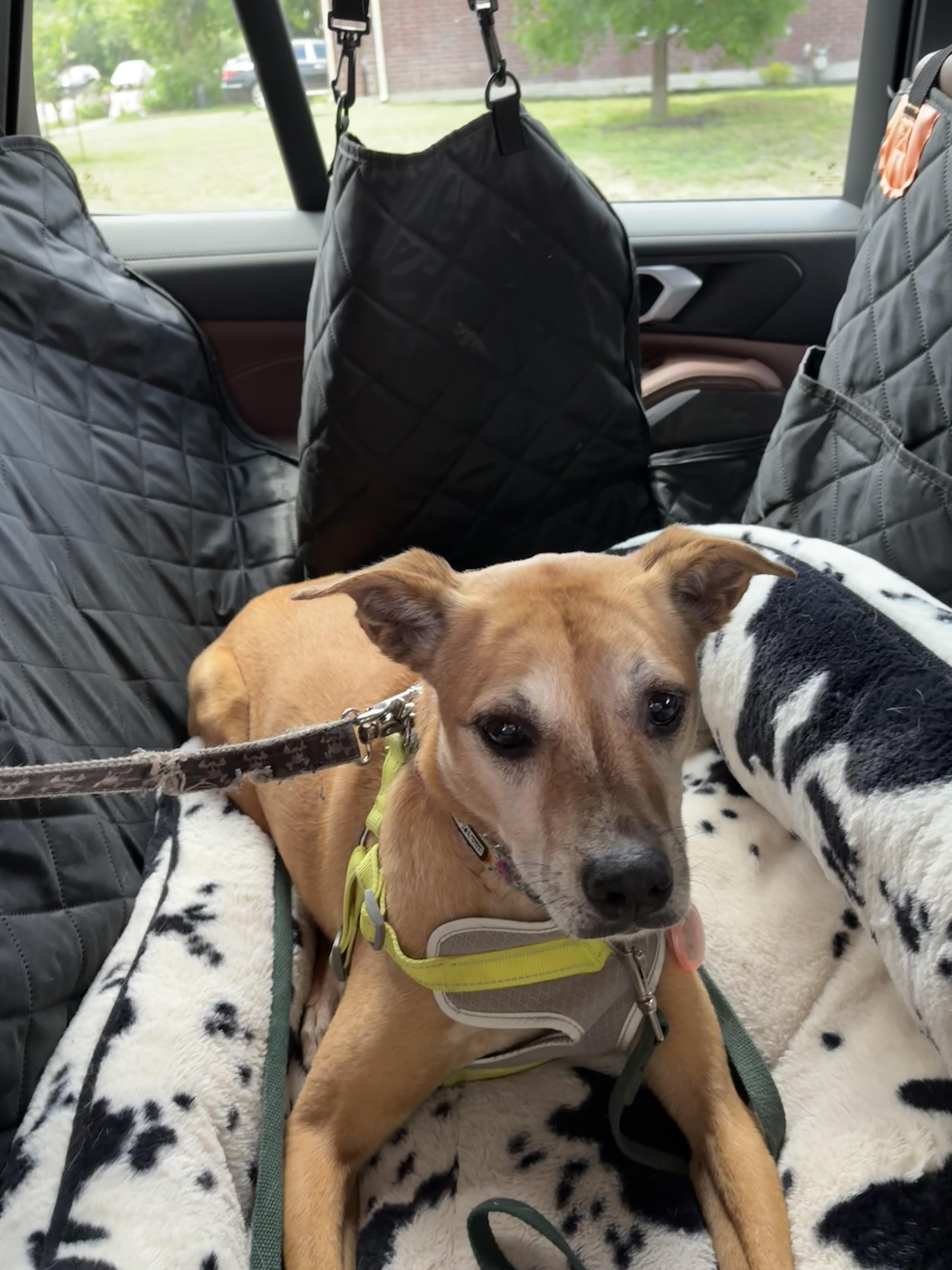 Enlarge Eve, a Adoptable Labrador Retriever in Brattleboro, VT image 3/6