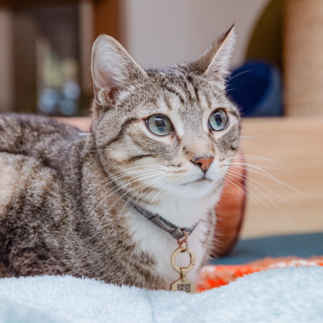 Fiora, a Adoptable Domestic Short Hair in Los Angeles, CA image 1/2