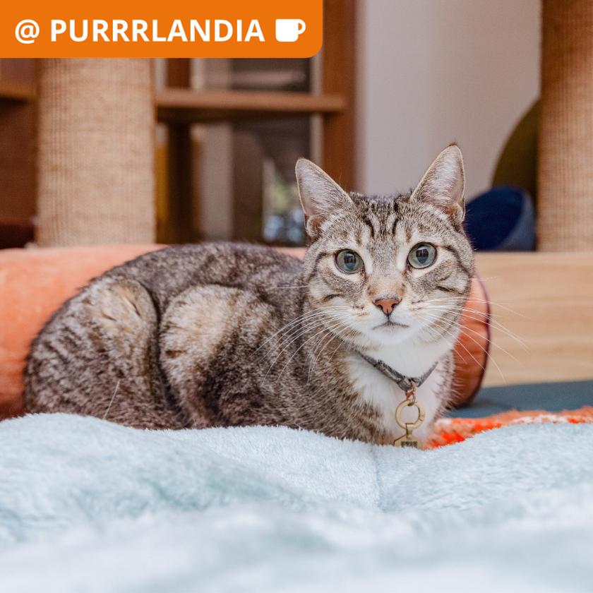 Fiora, a Adoptable Domestic Short Hair in Los Angeles, CA image 2/2