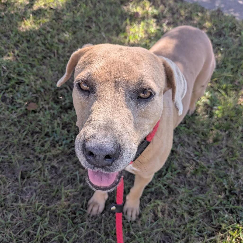 Pegasus, Adoptable, Adult Female Mixed Breed.