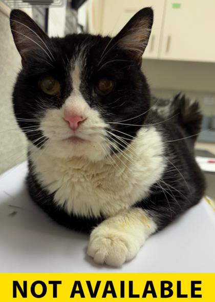 Enlarge Glenda, a Adoptable mixed breed in Eugene, OR image 2/4