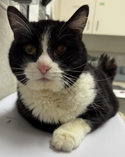 Enlarge Glenda, a Adoptable mixed breed in Eugene, OR image 3/4