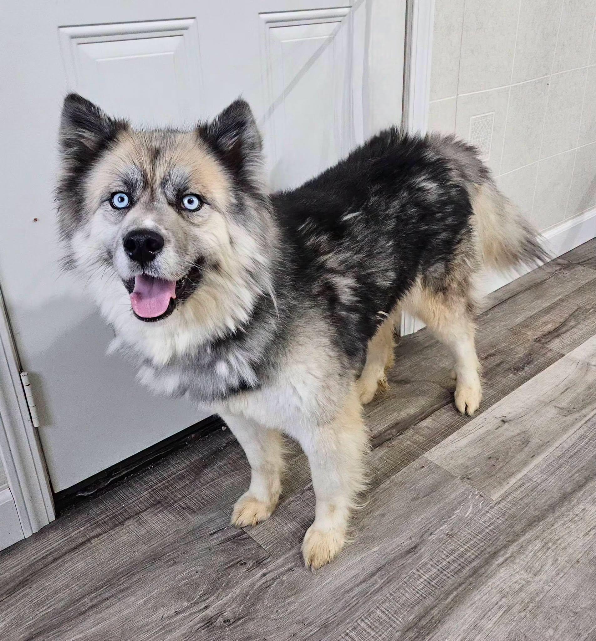 Enlarge Whimsy, a Adoptable mixed breed in Hoopeston, IL image 3/3