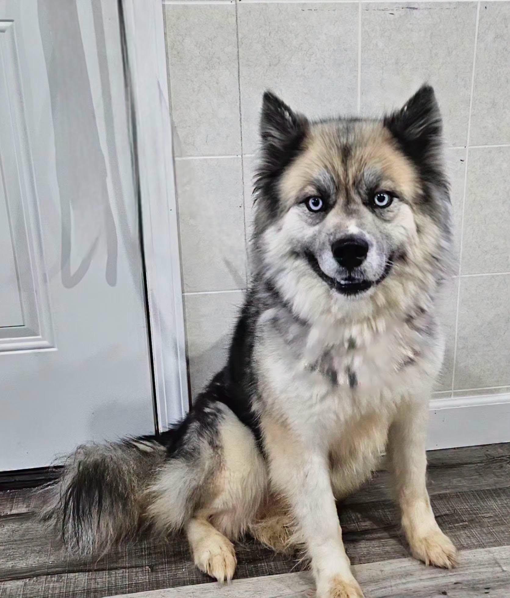 Whimsy, ADOPTABLE, Adult • Female, Keeshond & Husky.