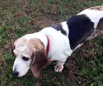 Enlarge DOROTHY - HONORARY ADOPTION, a Adopted Basset Hound in Mays Landing, NJ image 1/3