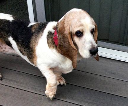 Enlarge DOROTHY - HONORARY ADOPTION, a Adopted Basset Hound in Mays Landing, NJ image 3/3