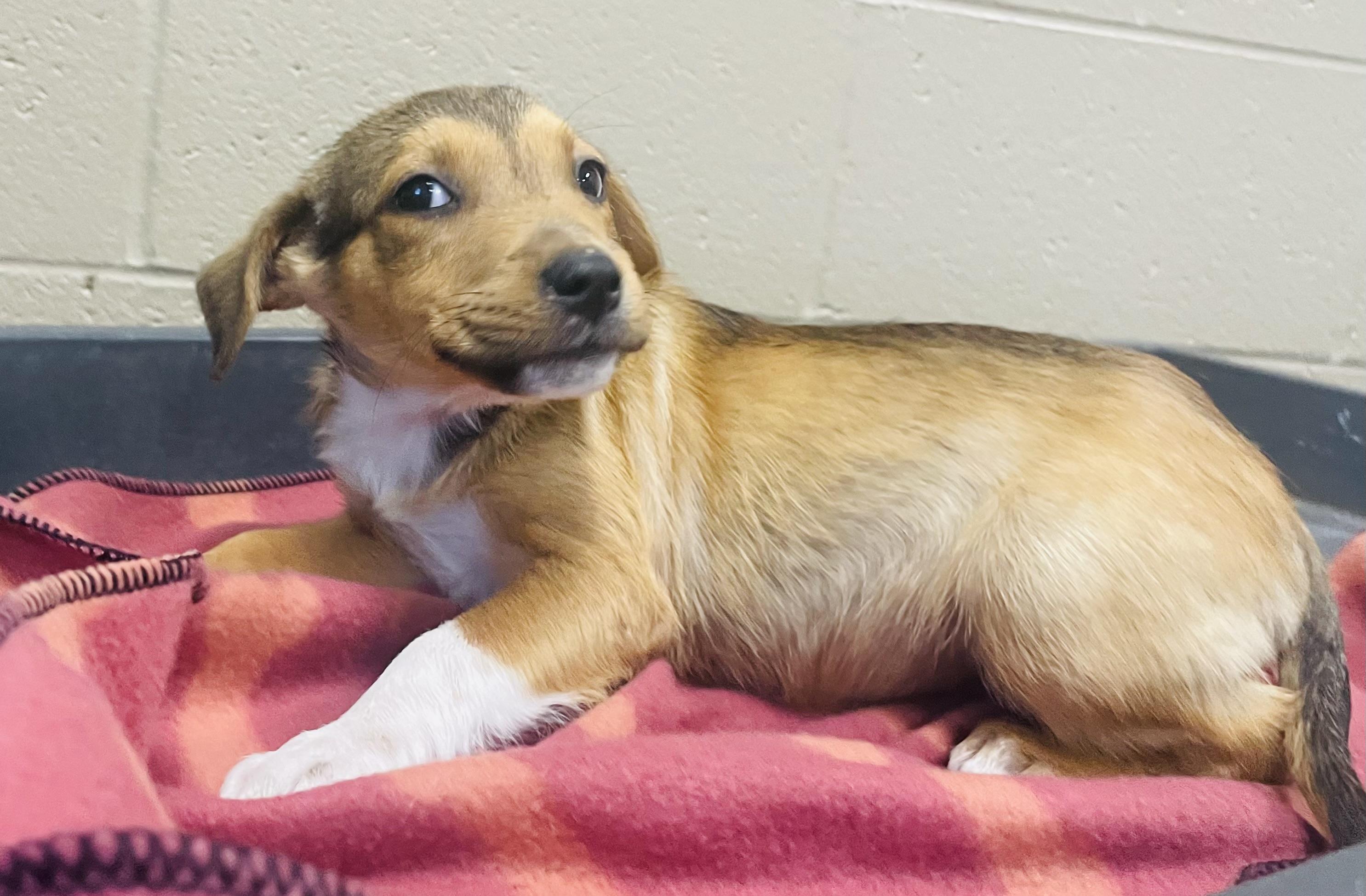 Enlarge Praline, a Adoptable mixed breed in Seabrook, TX image 4/6