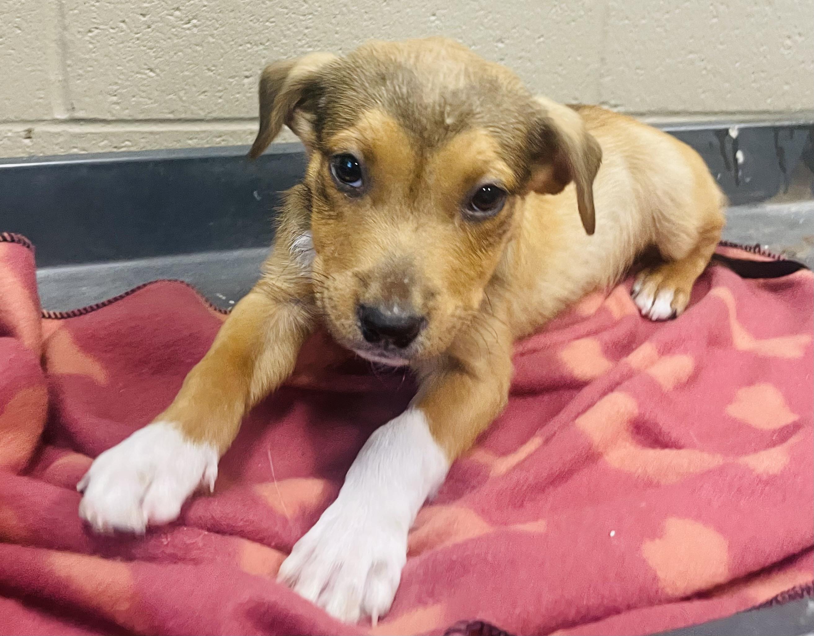 Enlarge Praline, a Adoptable mixed breed in Seabrook, TX image 3/6