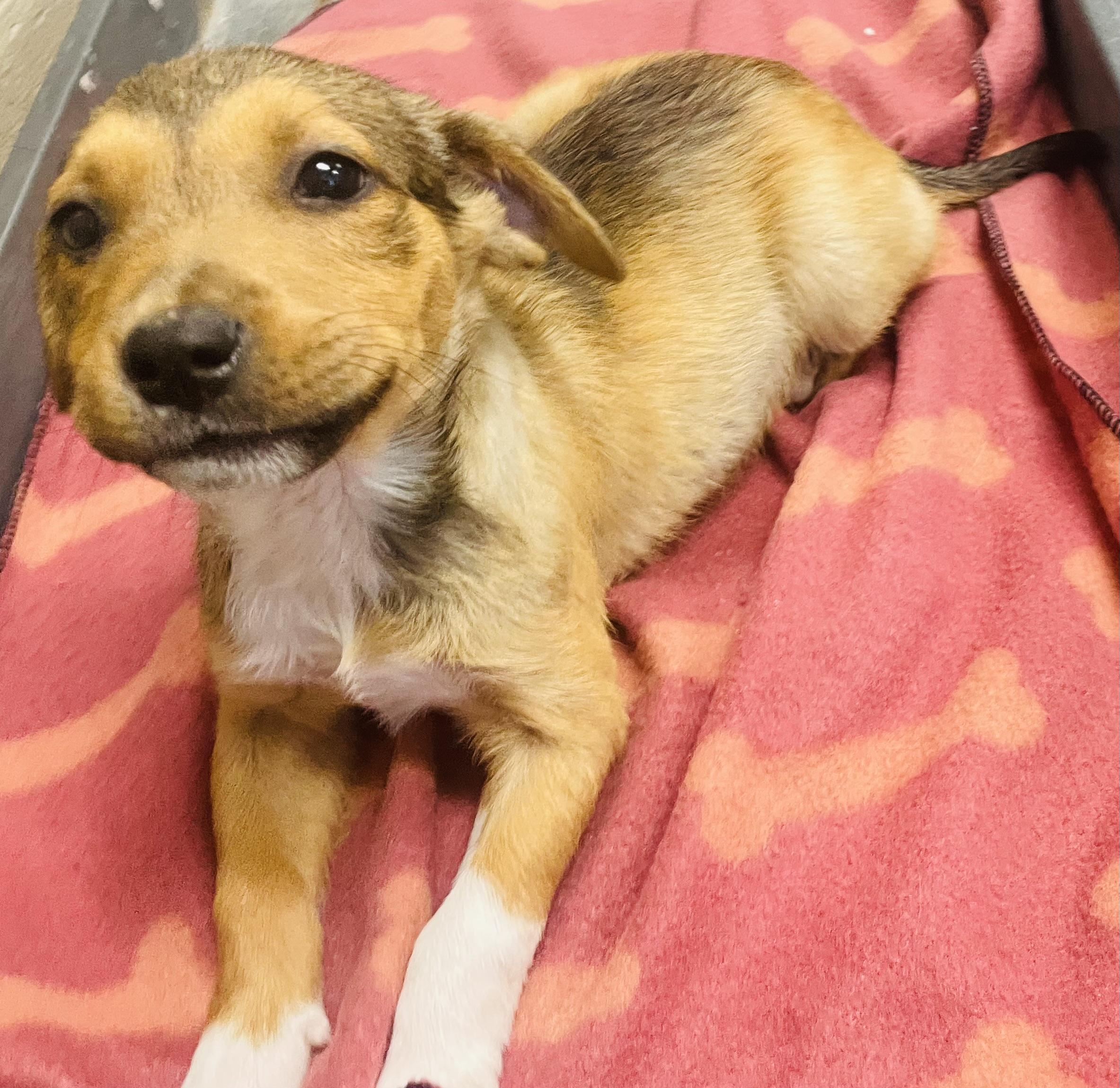 Praline, Adoptable, Puppy Female Terrier & Shepherd.