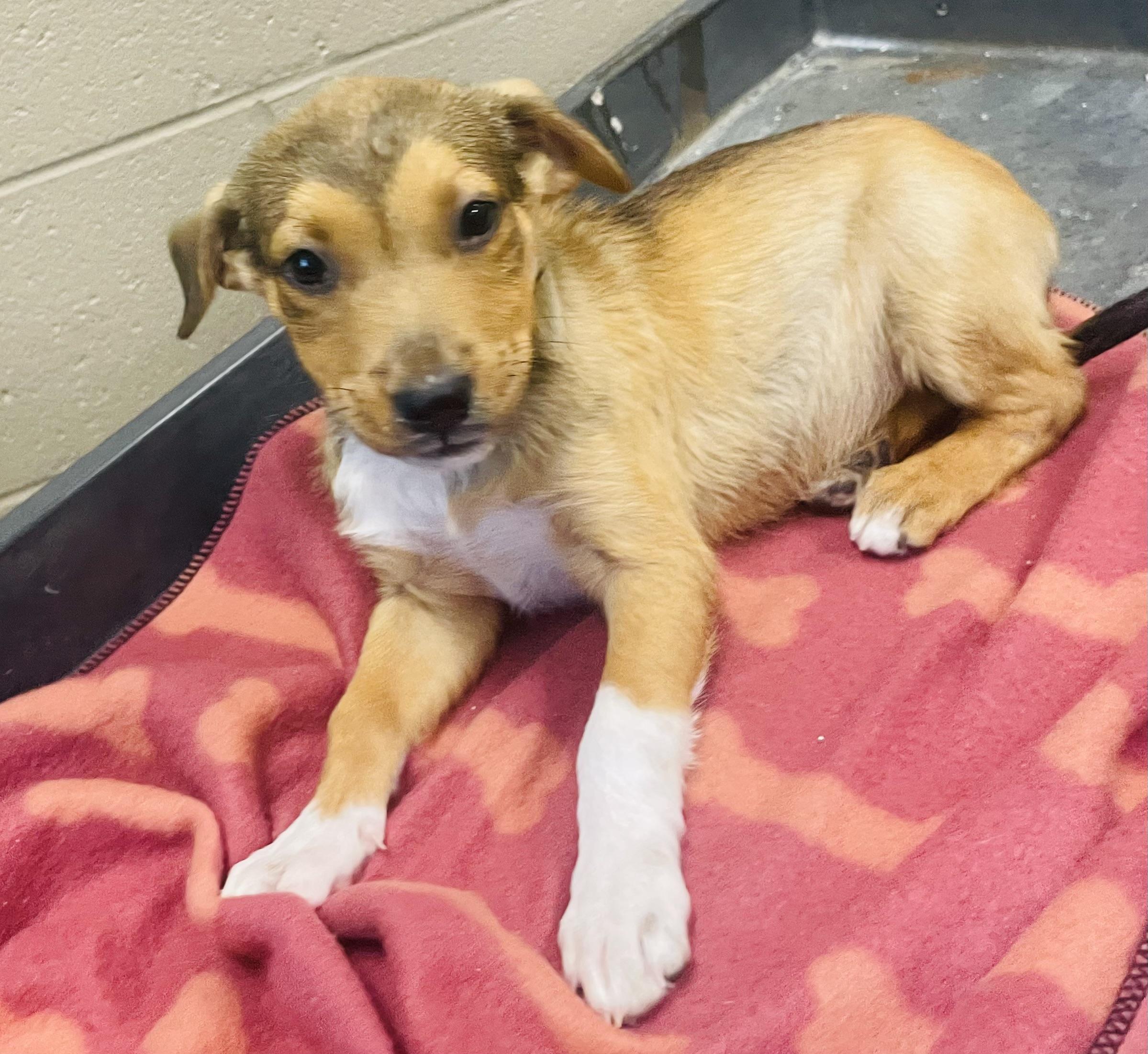 Enlarge Praline, a Adoptable mixed breed in Seabrook, TX image 6/6