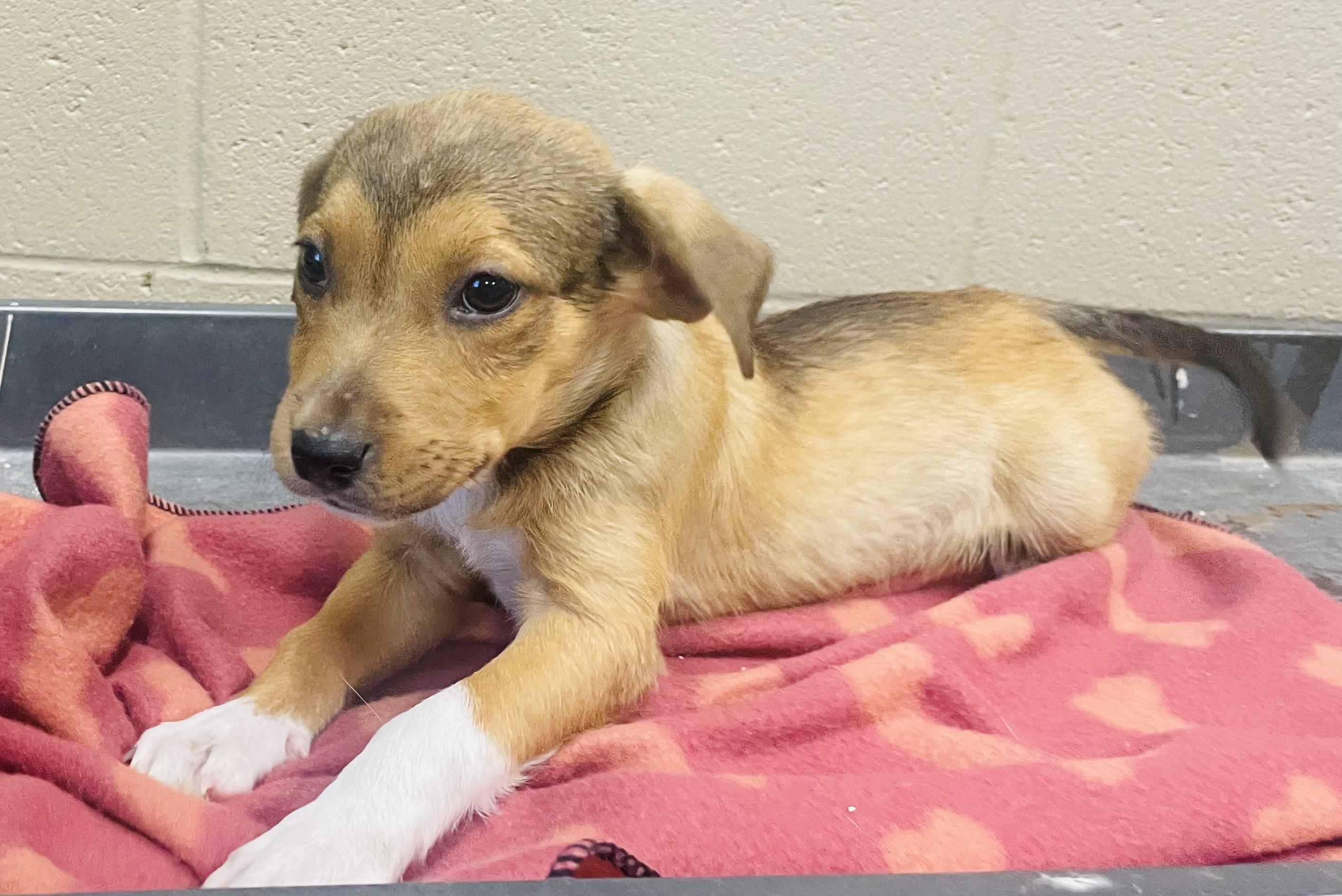 Enlarge Praline, a Adoptable mixed breed in Seabrook, TX image 2/6