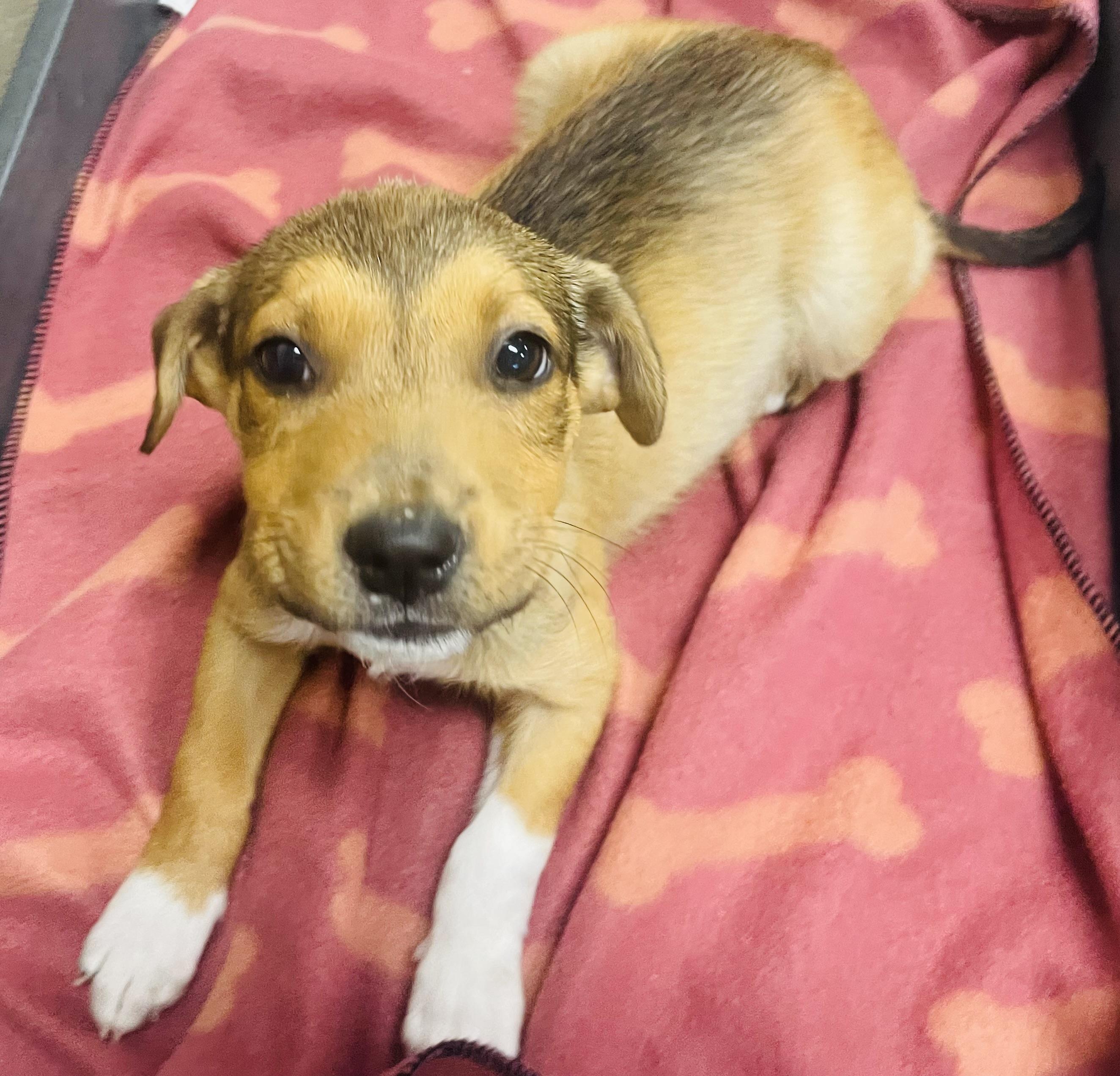 Enlarge Praline, a Adoptable mixed breed in Seabrook, TX image 5/6