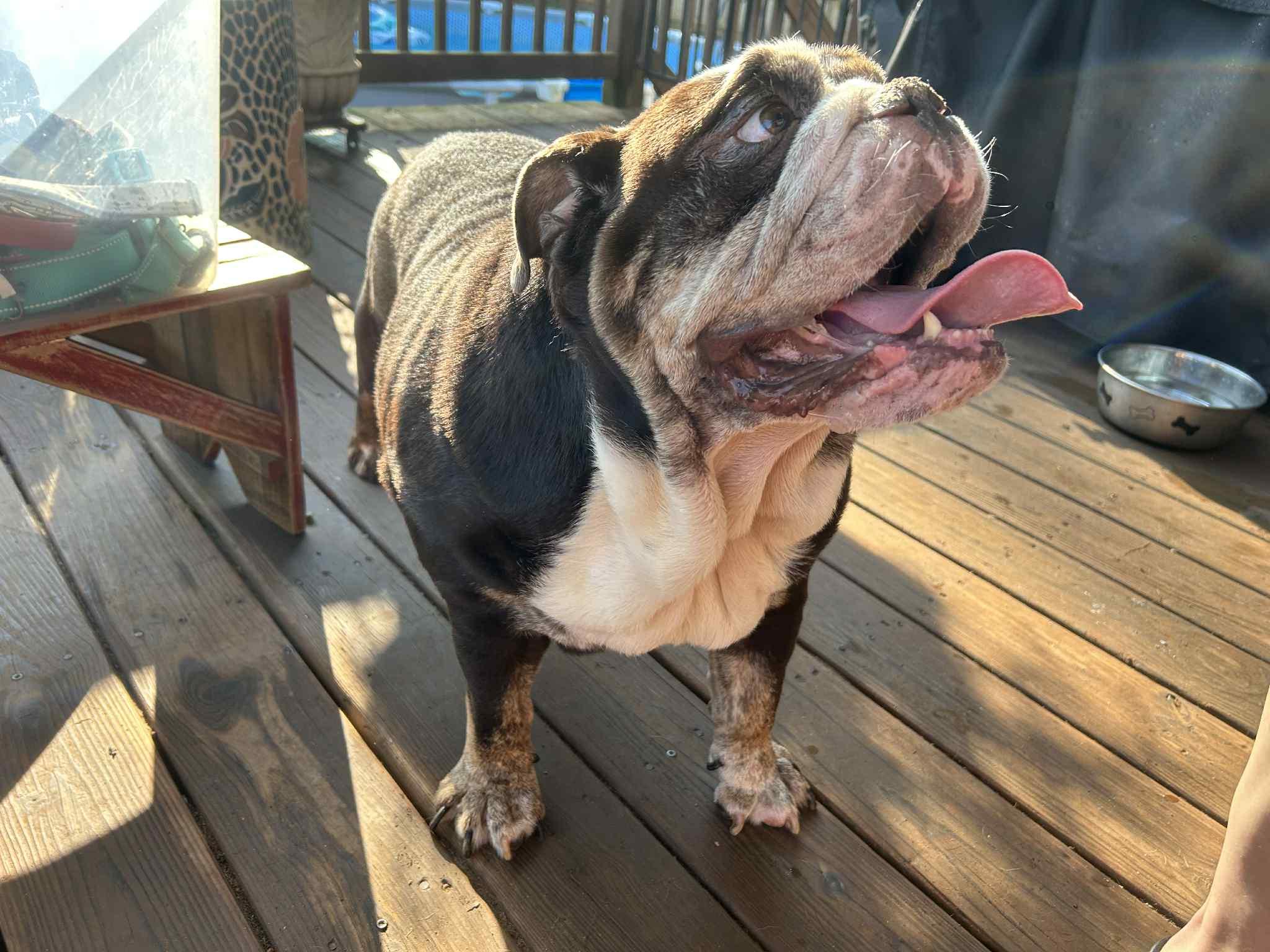 Enlarge Champ, an adopted English Bulldog in Atlanta, GA image 2/4