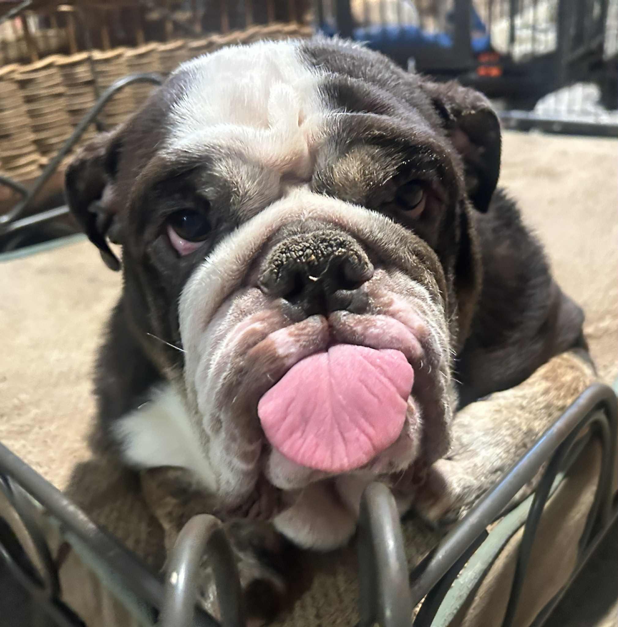 Champ, adopted, Young Male English Bulldog.