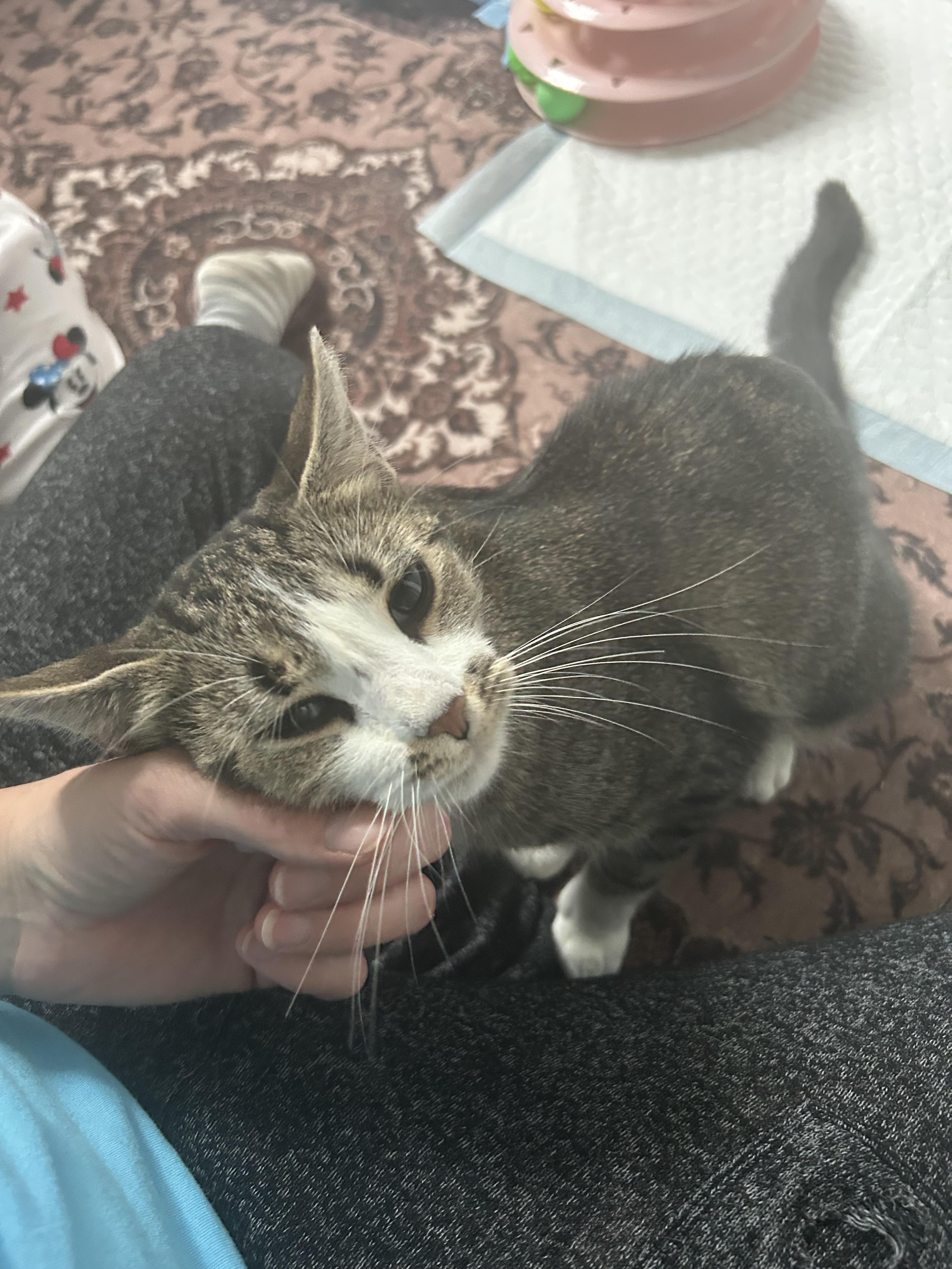 Enlarge Medusa, a Adopted Domestic Short Hair in Ontario, NY image 2/5
