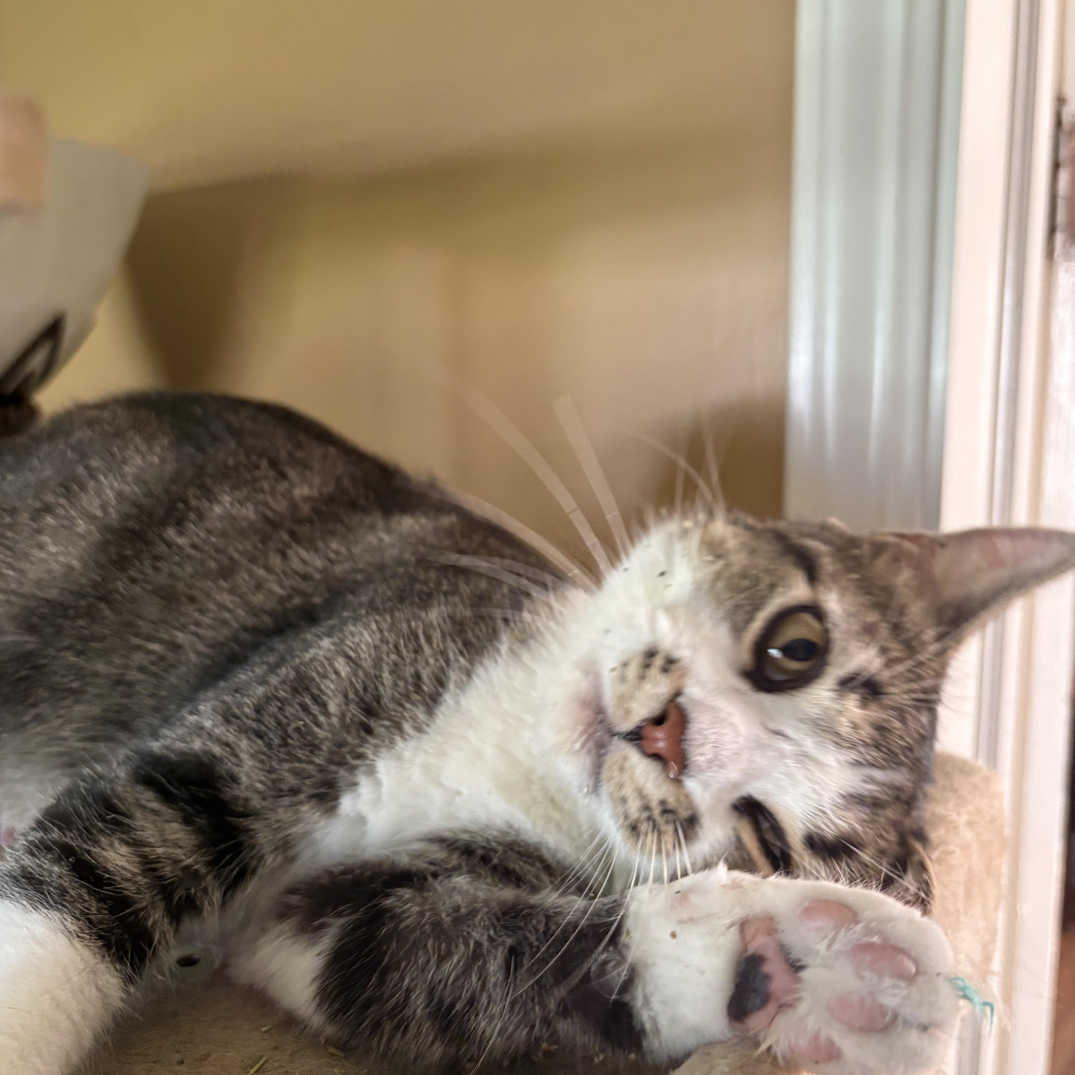 Enlarge Medusa, a Adopted Domestic Short Hair in Ontario, NY image 5/5
