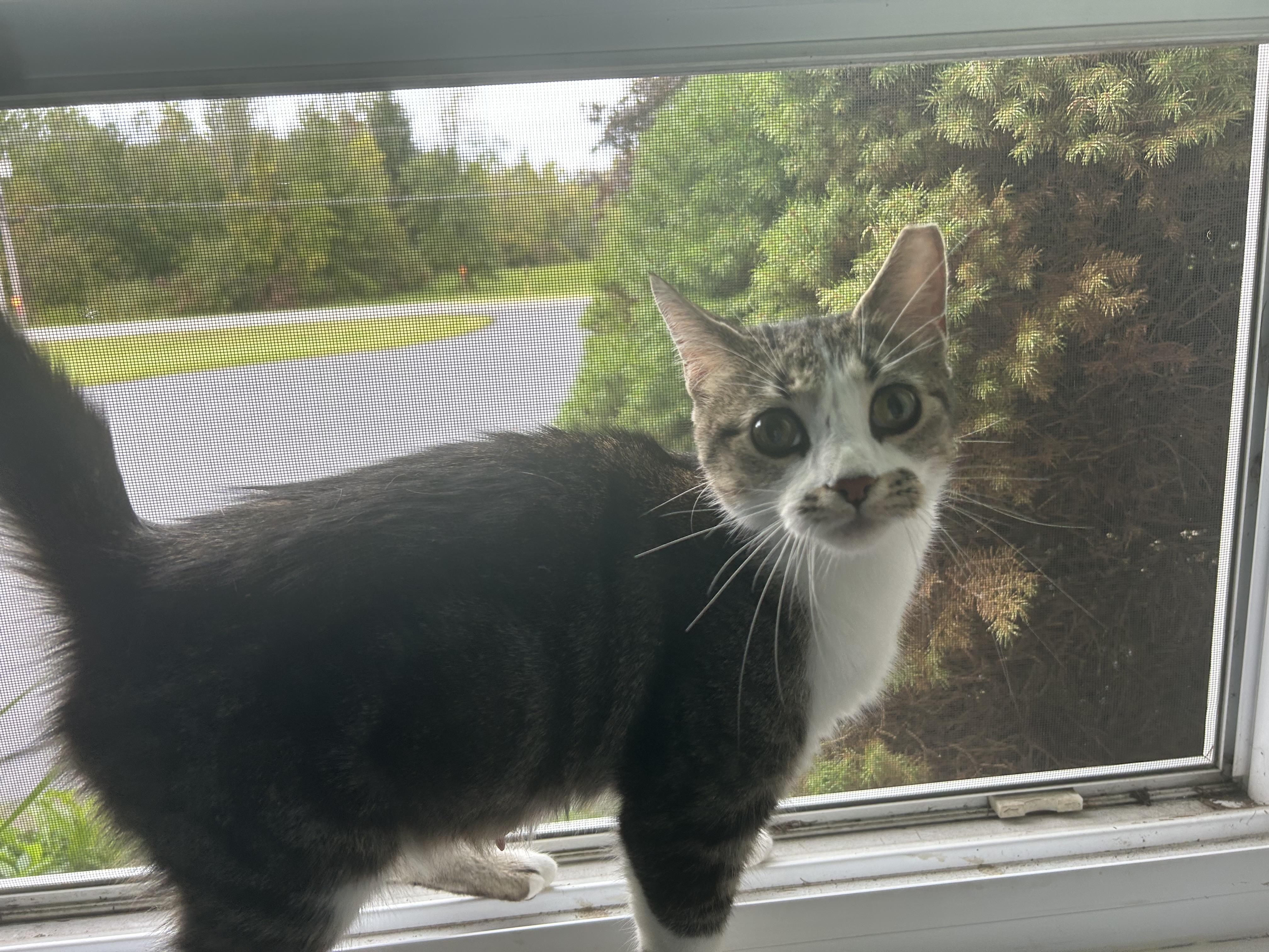 Enlarge Medusa, a Adopted Domestic Short Hair in Ontario, NY image 3/5