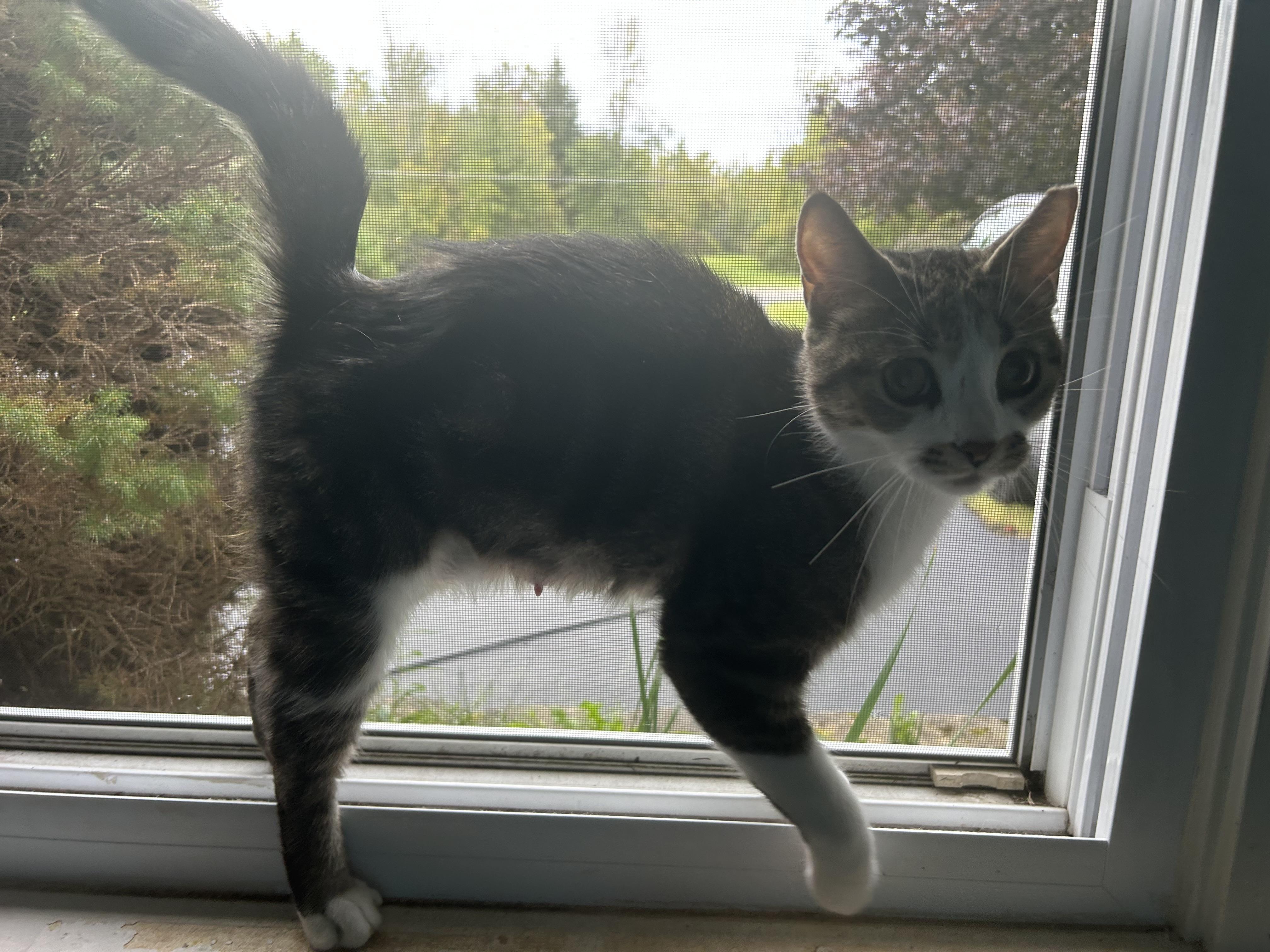 Enlarge Medusa, a Adopted Domestic Short Hair in Ontario, NY image 4/5