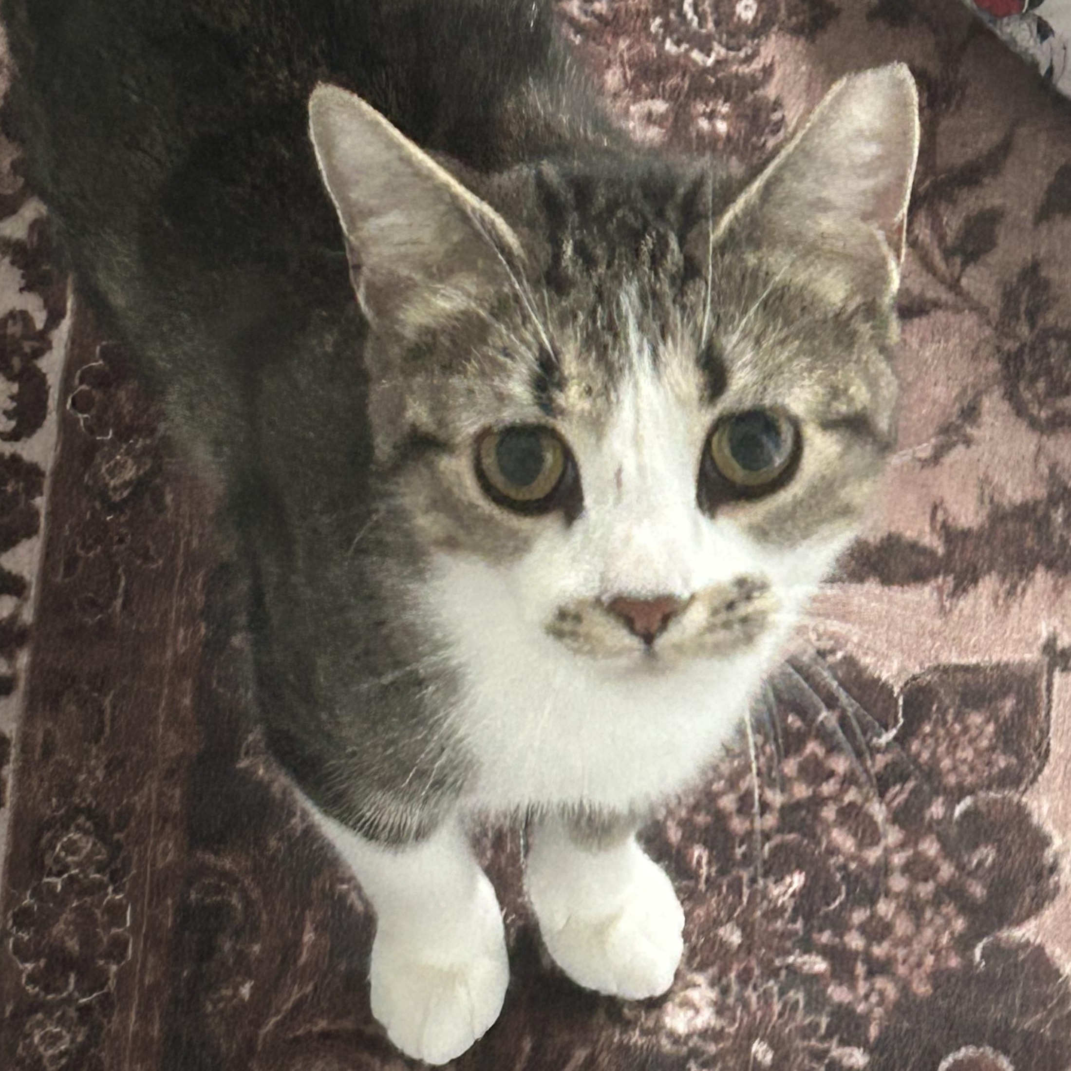 Medusa, Adopted, Young Female Domestic Short Hair.