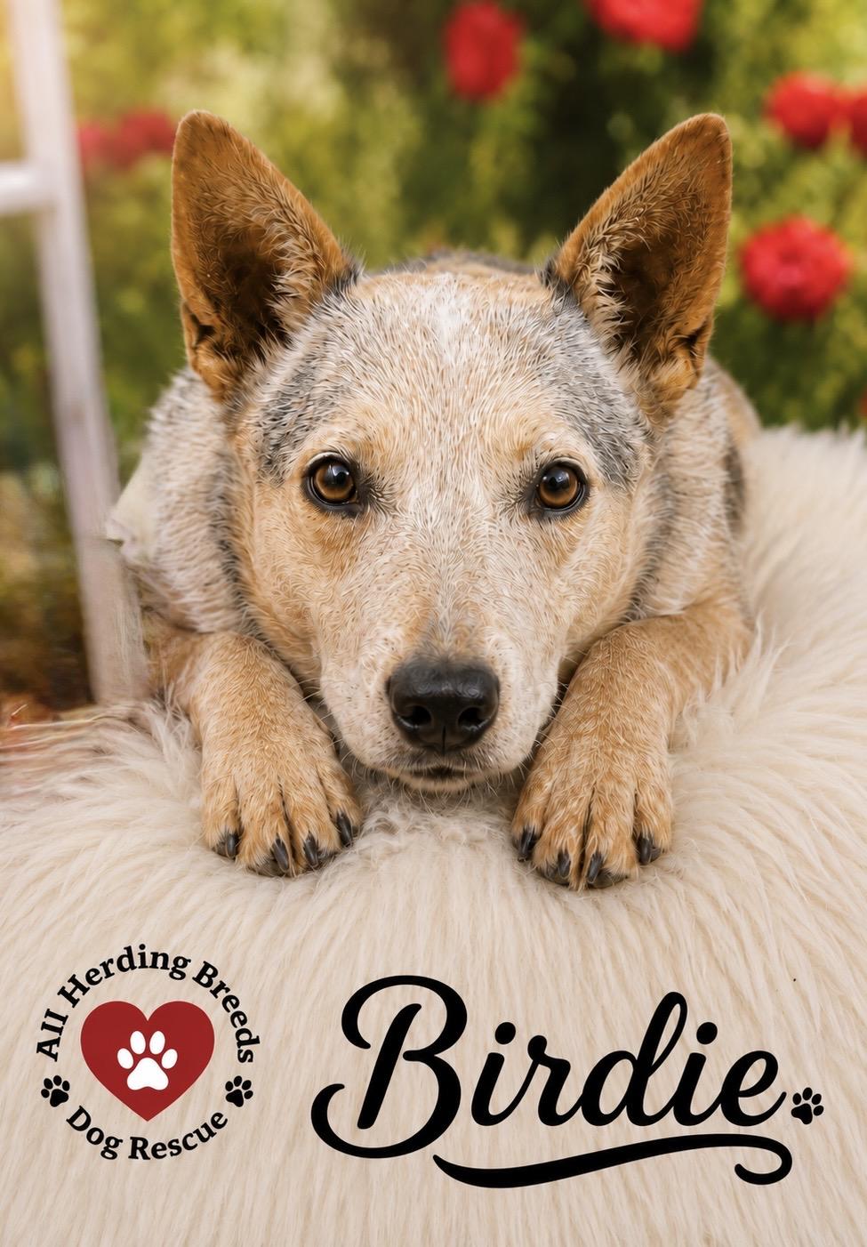 Birdie, ADOPTABLE, Young Female Cattle Dog.