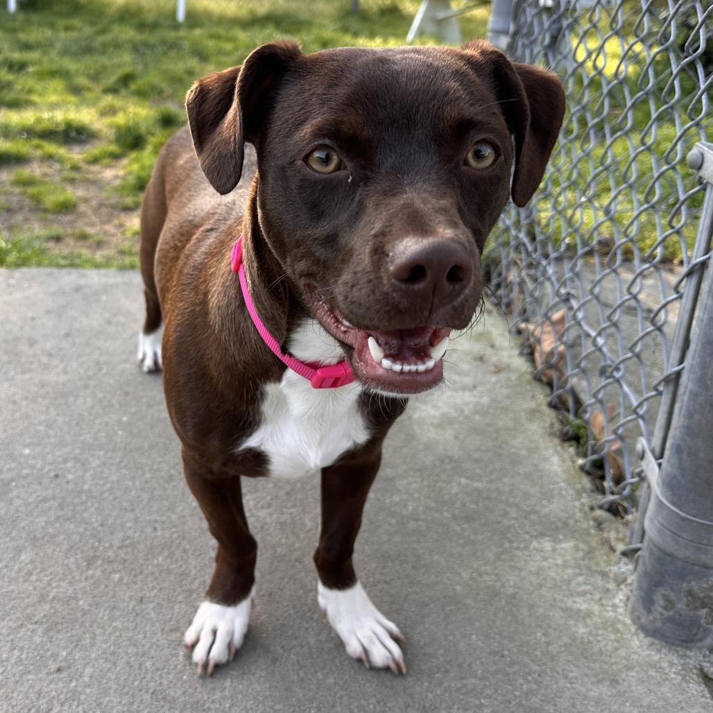 Enlarge Luna FKA Hendrix, a Adoptable mixed breed in Chesapeake, VA image 1/6