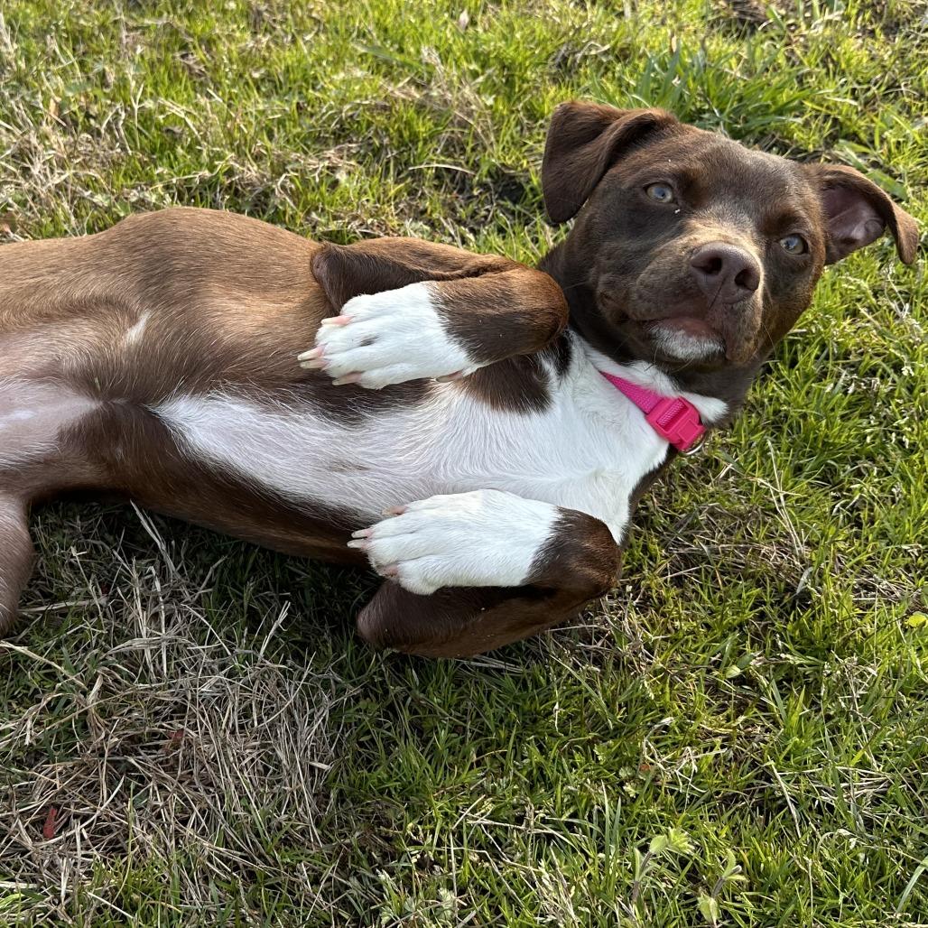 Enlarge Luna FKA Hendrix, a Adoptable mixed breed in Chesapeake, VA image 2/6