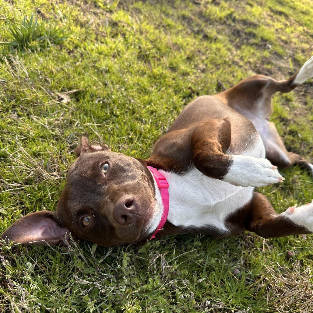 Enlarge Luna FKA Hendrix, a Adoptable mixed breed in Chesapeake, VA image 3/6