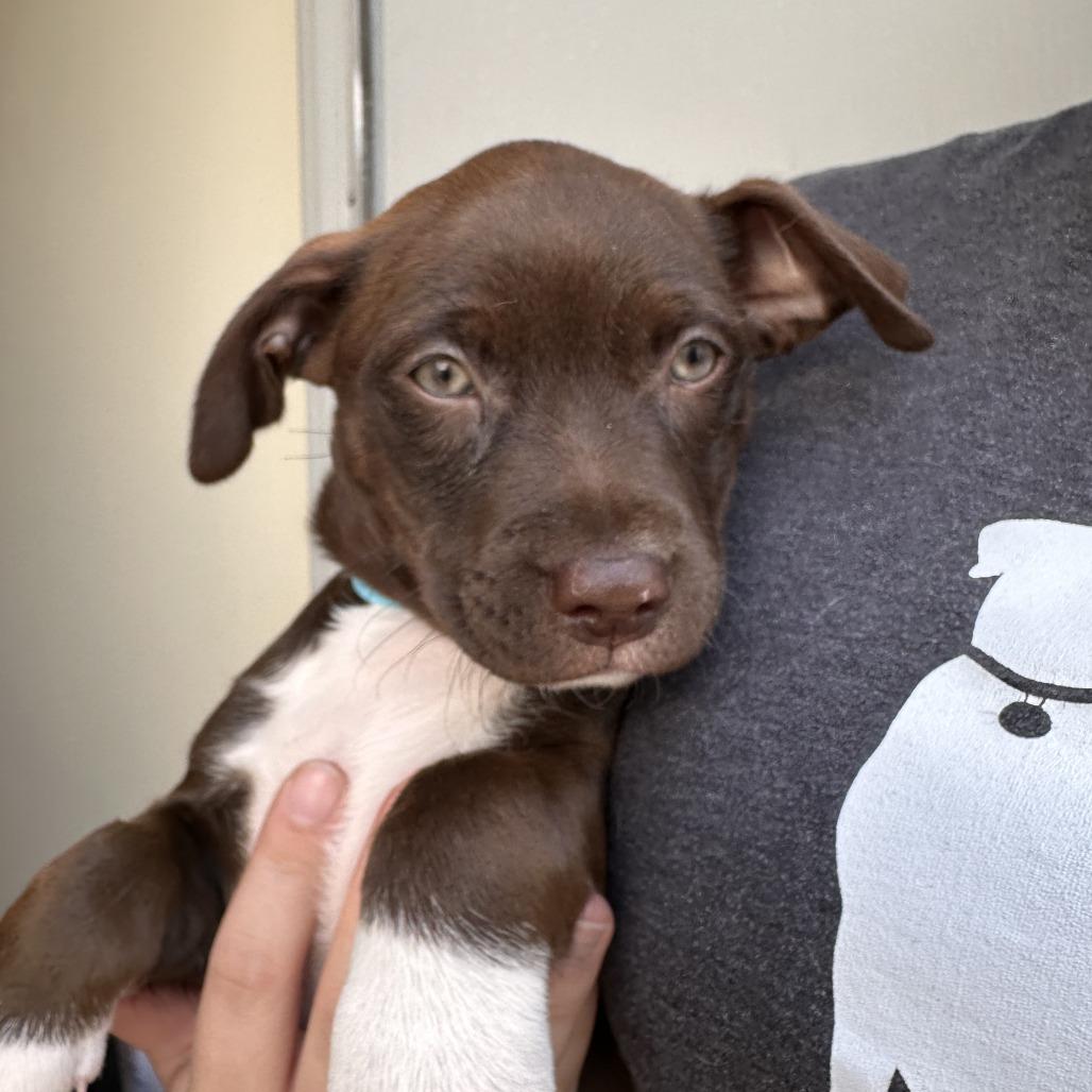 Enlarge Luna FKA Hendrix, a Adoptable mixed breed in Chesapeake, VA image 4/6