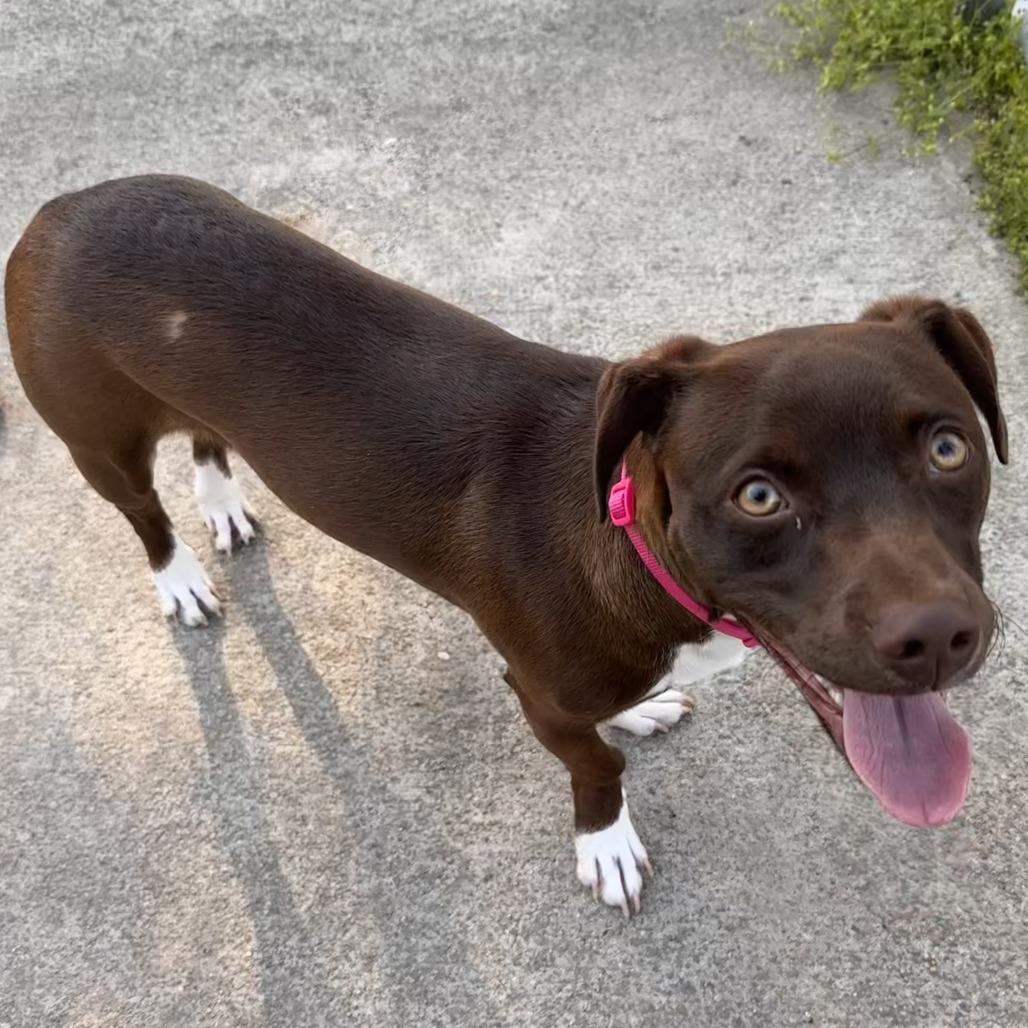 Enlarge Luna FKA Hendrix, a Adoptable mixed breed in Chesapeake, VA image 5/6
